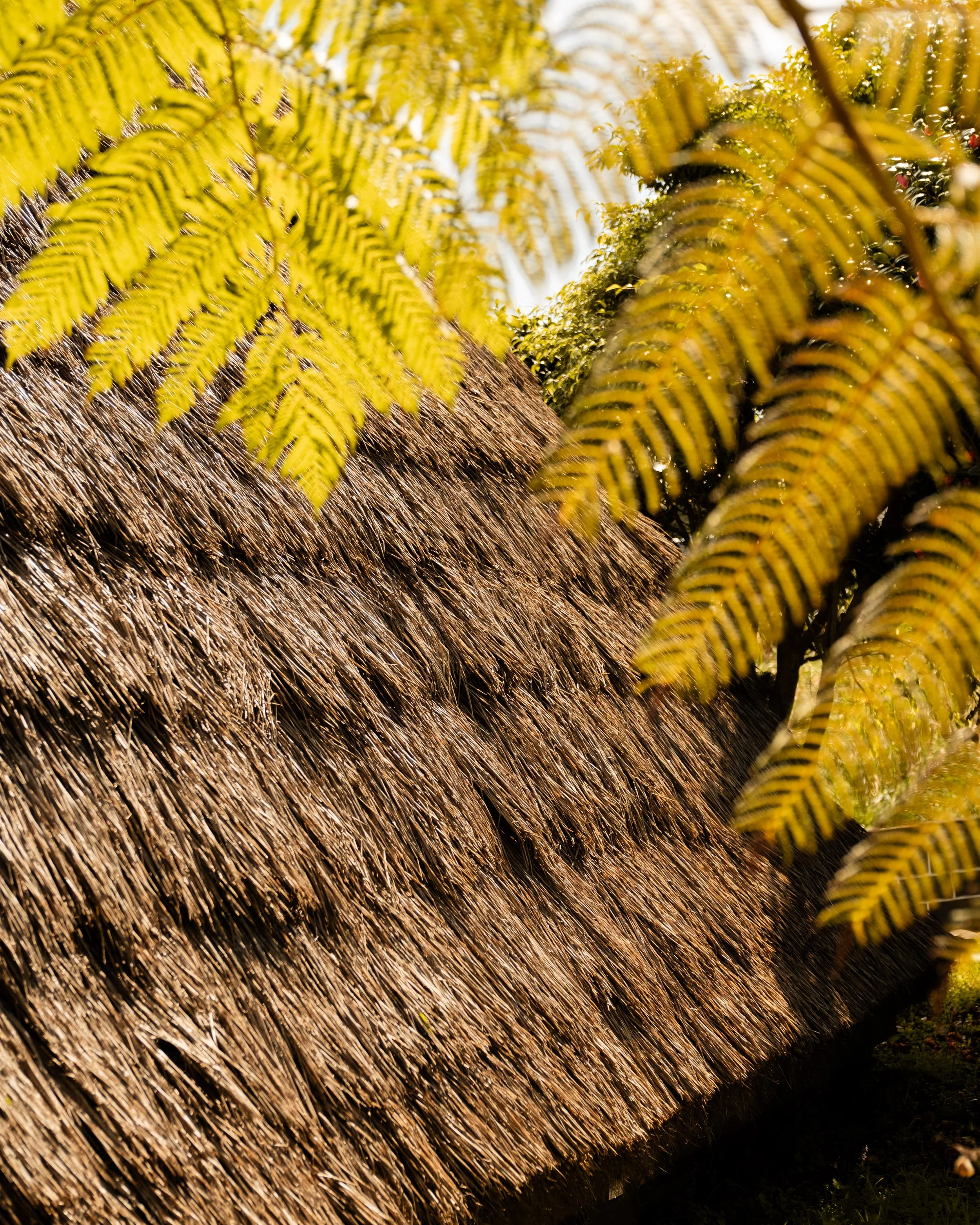 Close-up of a thatched roof with a jungle of green and yellow fern leaves in the background.