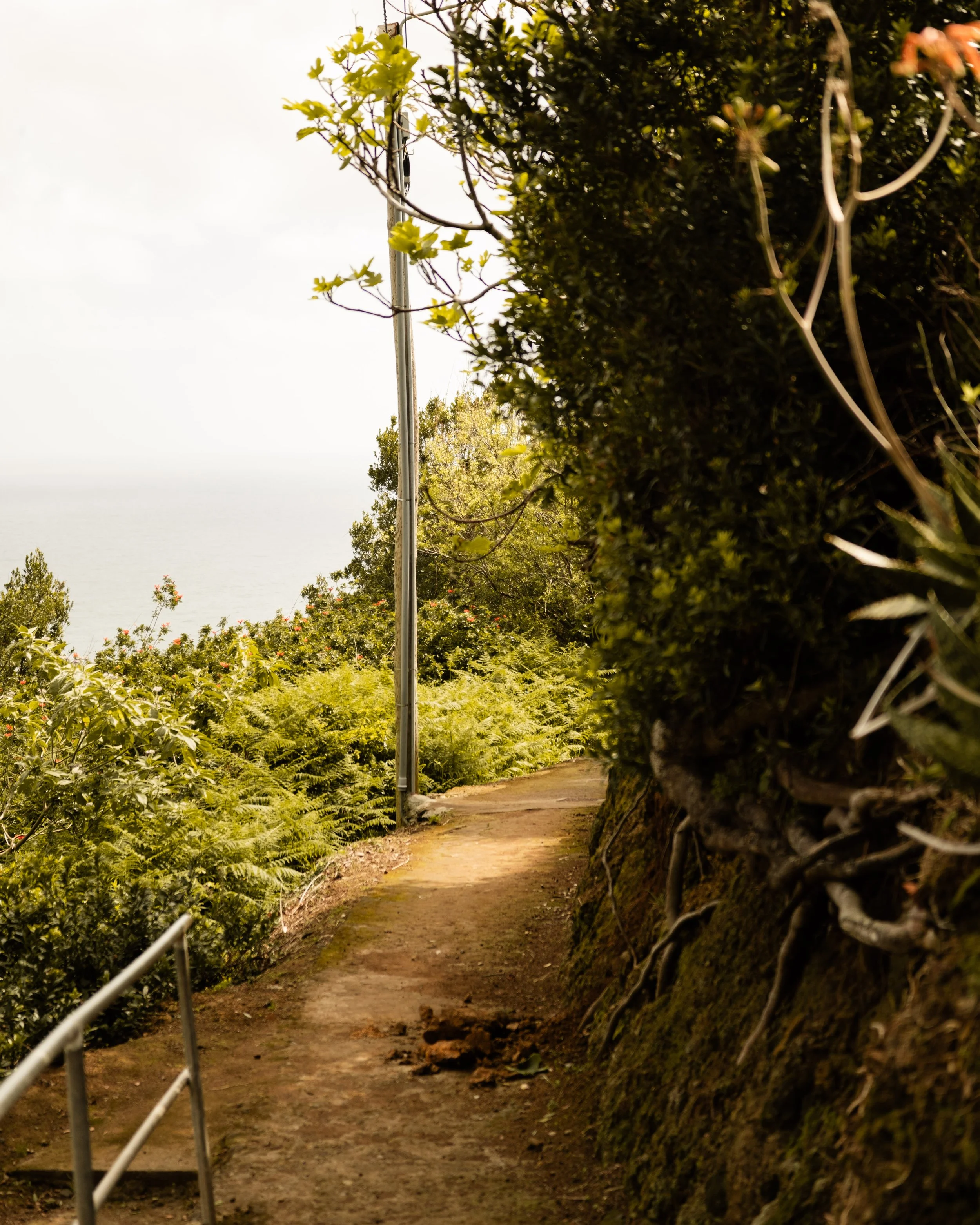 A dirt walking trail winding through lush green foliage, bordered by a metal railing on the left and a large moss-covered tree trunk on the right, with trees and bushes in the background.