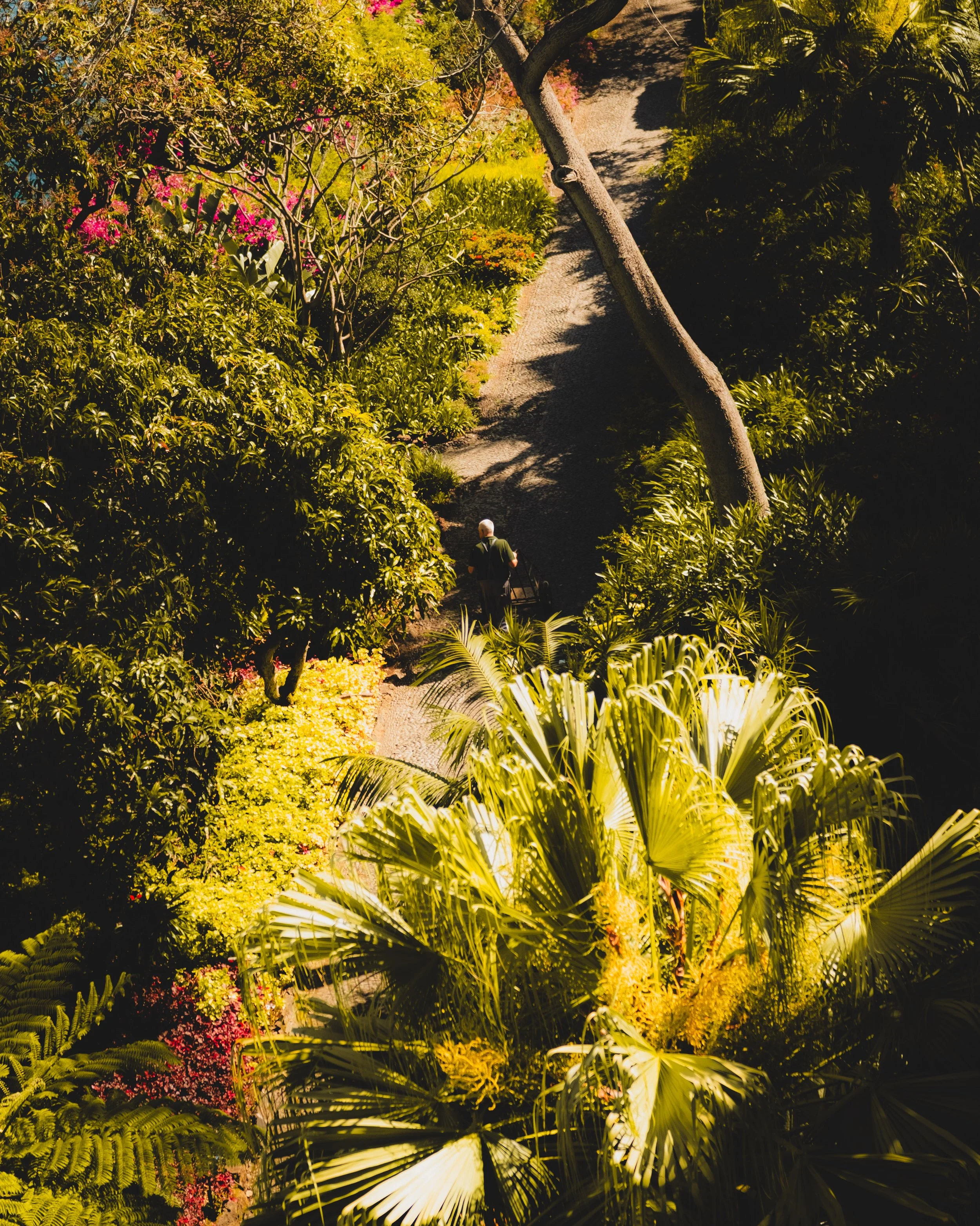A person walking along a winding garden path surrounded by lush green plants, colorful flowers, and tall trees, with shadows cast on the ground.