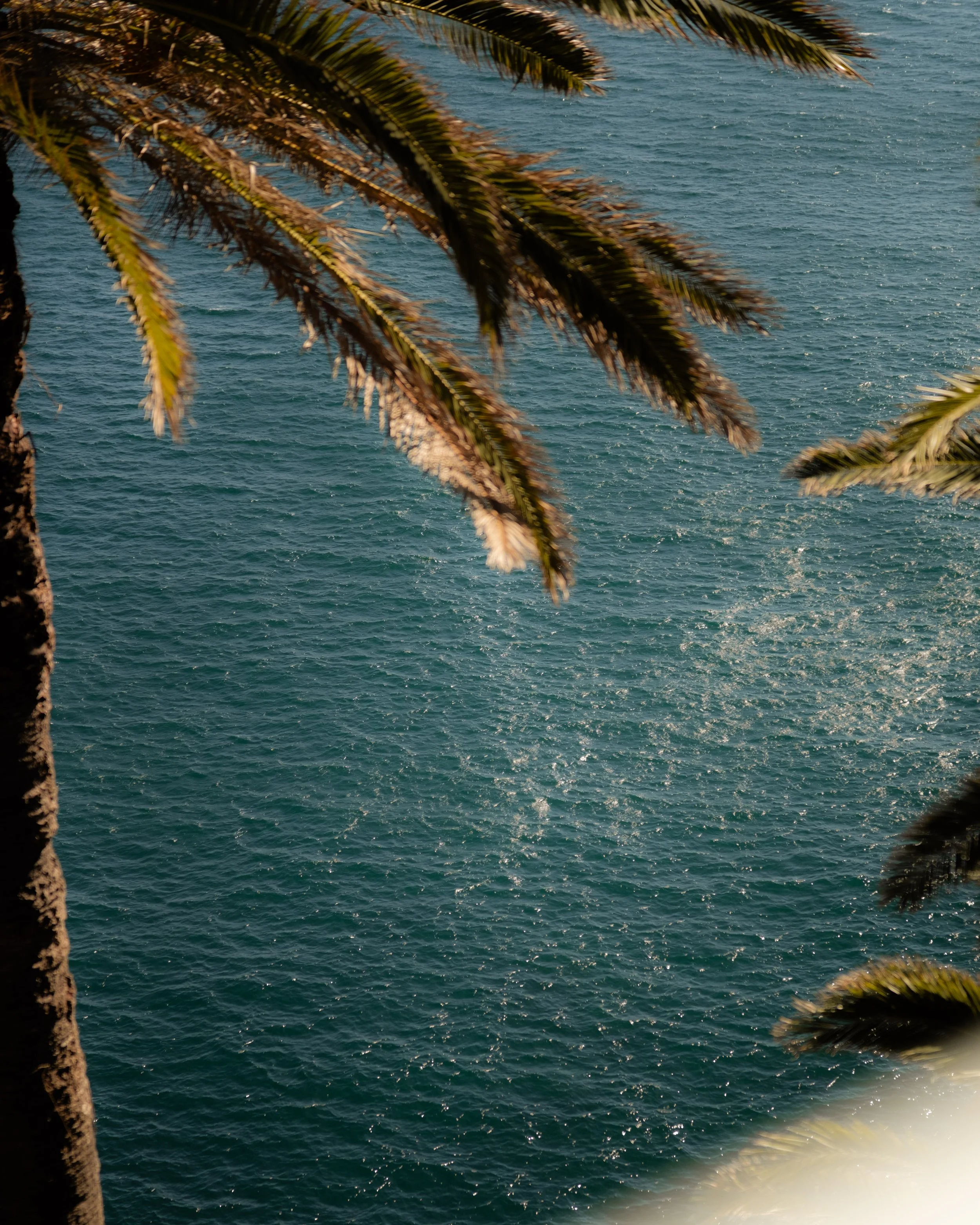 Close-up of palm tree fronds over a blue ocean with small waves and sunlight reflections.