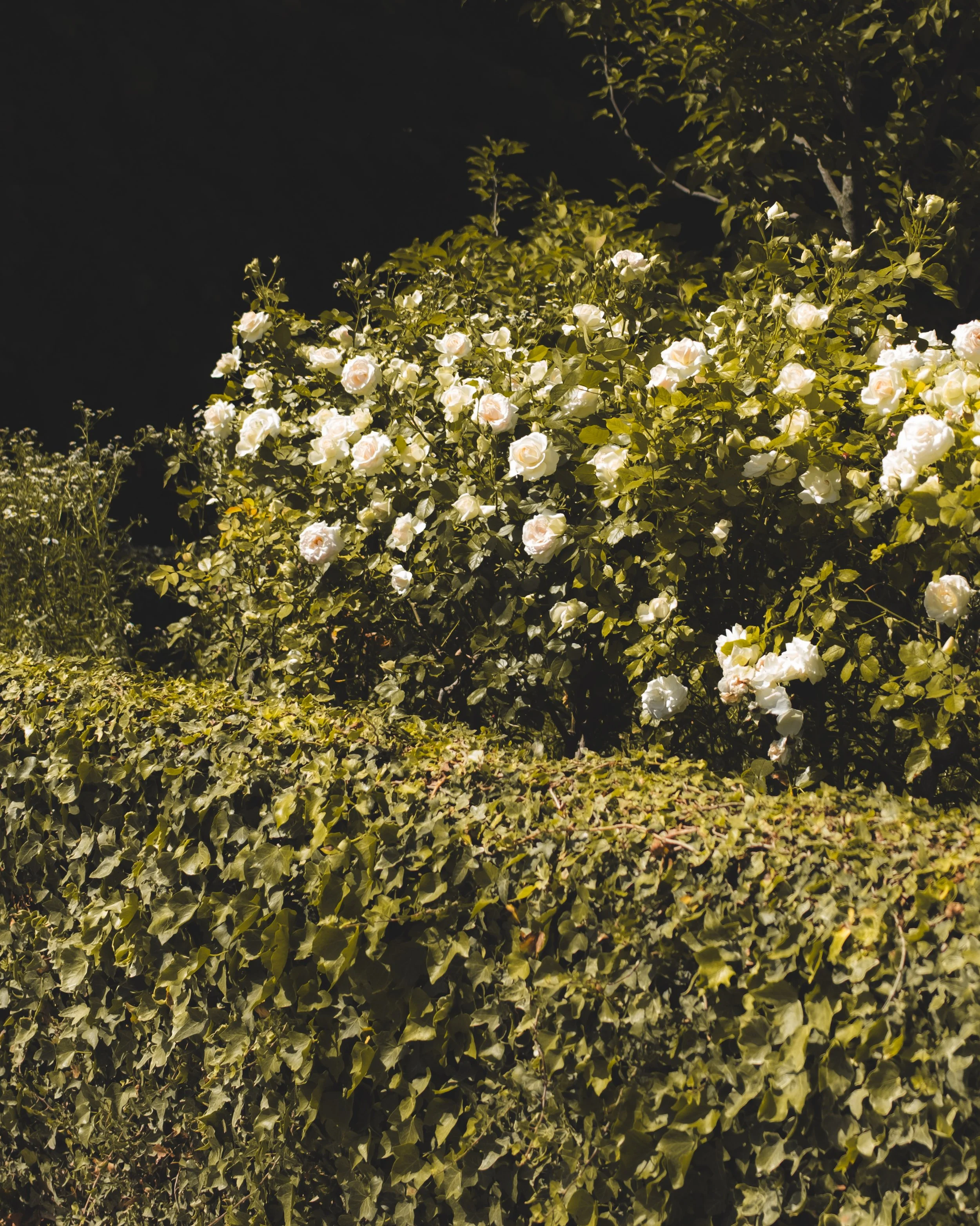 Day view of a bush with white roses and dark background.