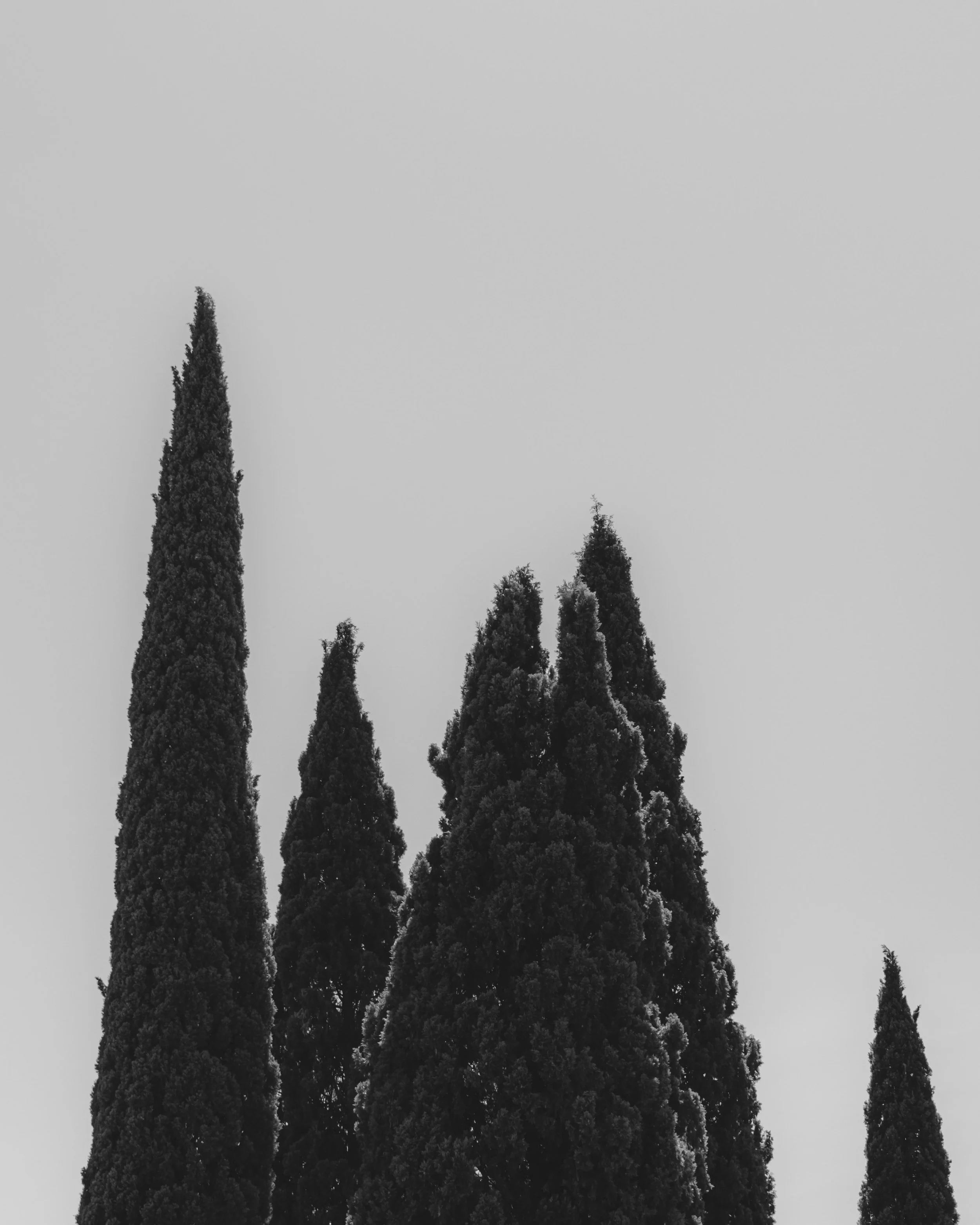 Tall, narrow evergreen trees against a cloudy sky. Lionel Chu - Hotel & Travel Photographer