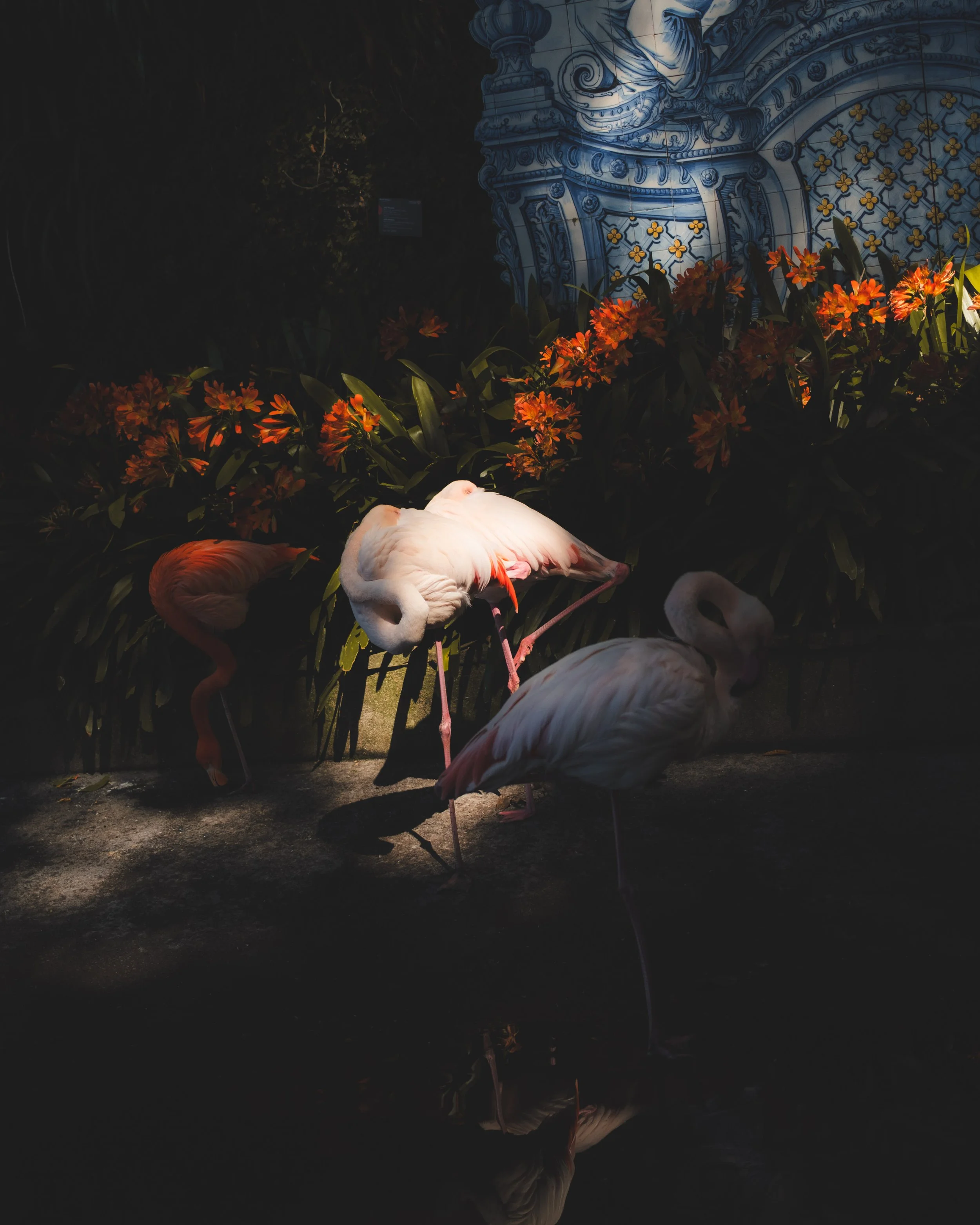 Day scene of flamingos standing near a pond with their reflections visible in the water, background has a decorative blue and white tiled wall and greenery.