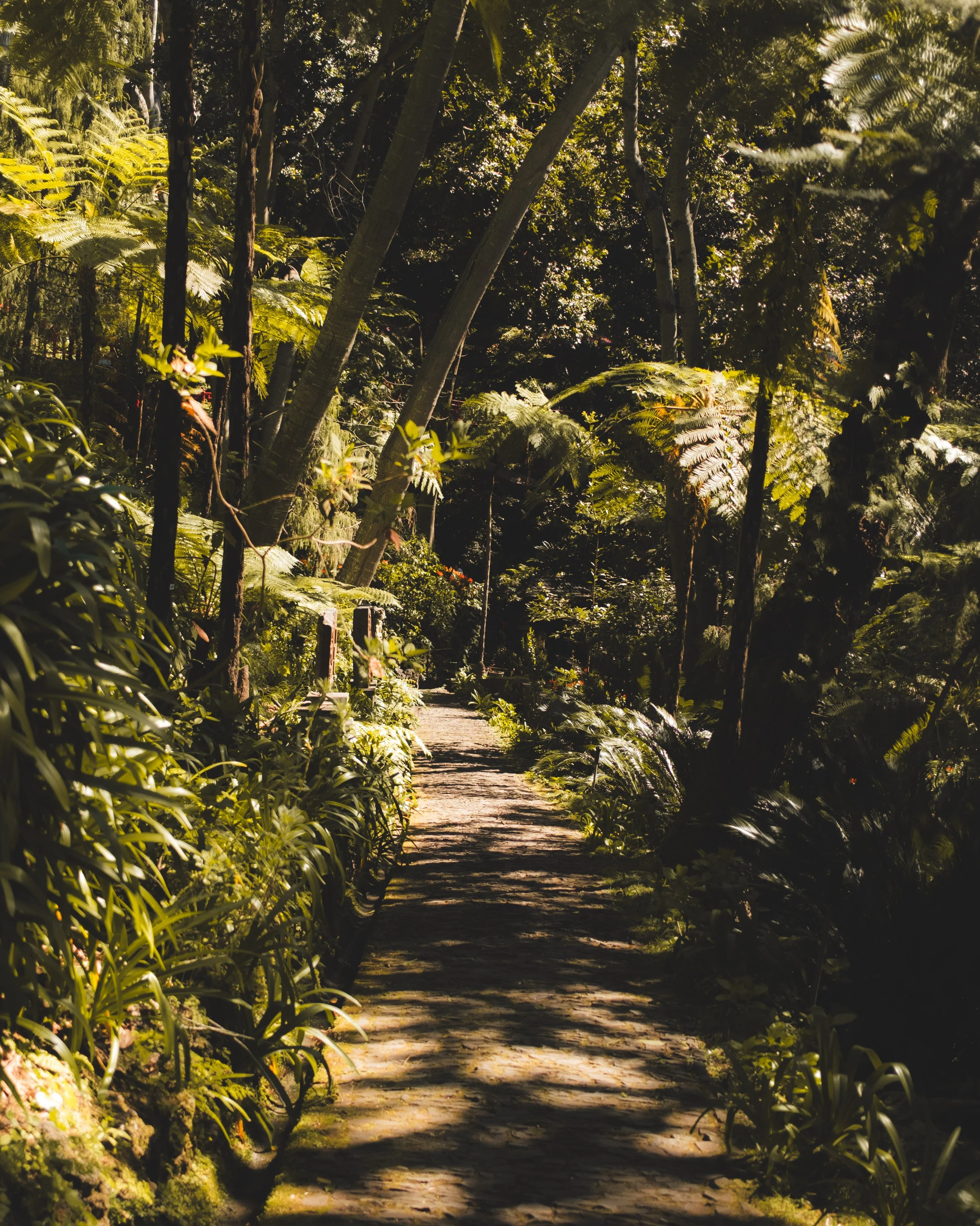 A narrow stone pathway winds through a dense, lush tropical forest with tall trees and abundant green foliage. Sunlight filters through the leaves, creating dappled shadows on the ground.