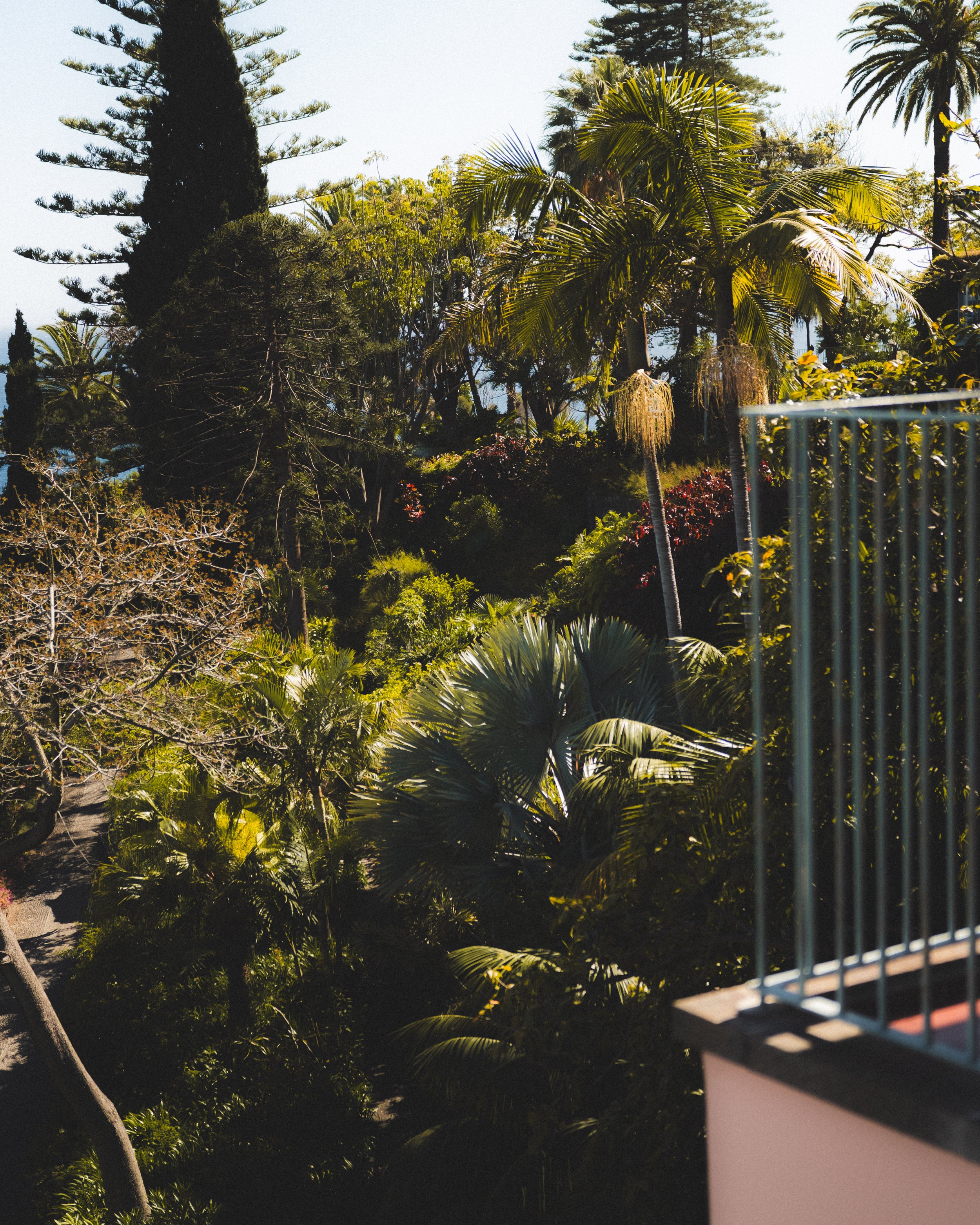 View of lush green tropical trees and plants, including palm trees and cypress, with a bright sky in the background, partially obscured by a railing in the foreground.