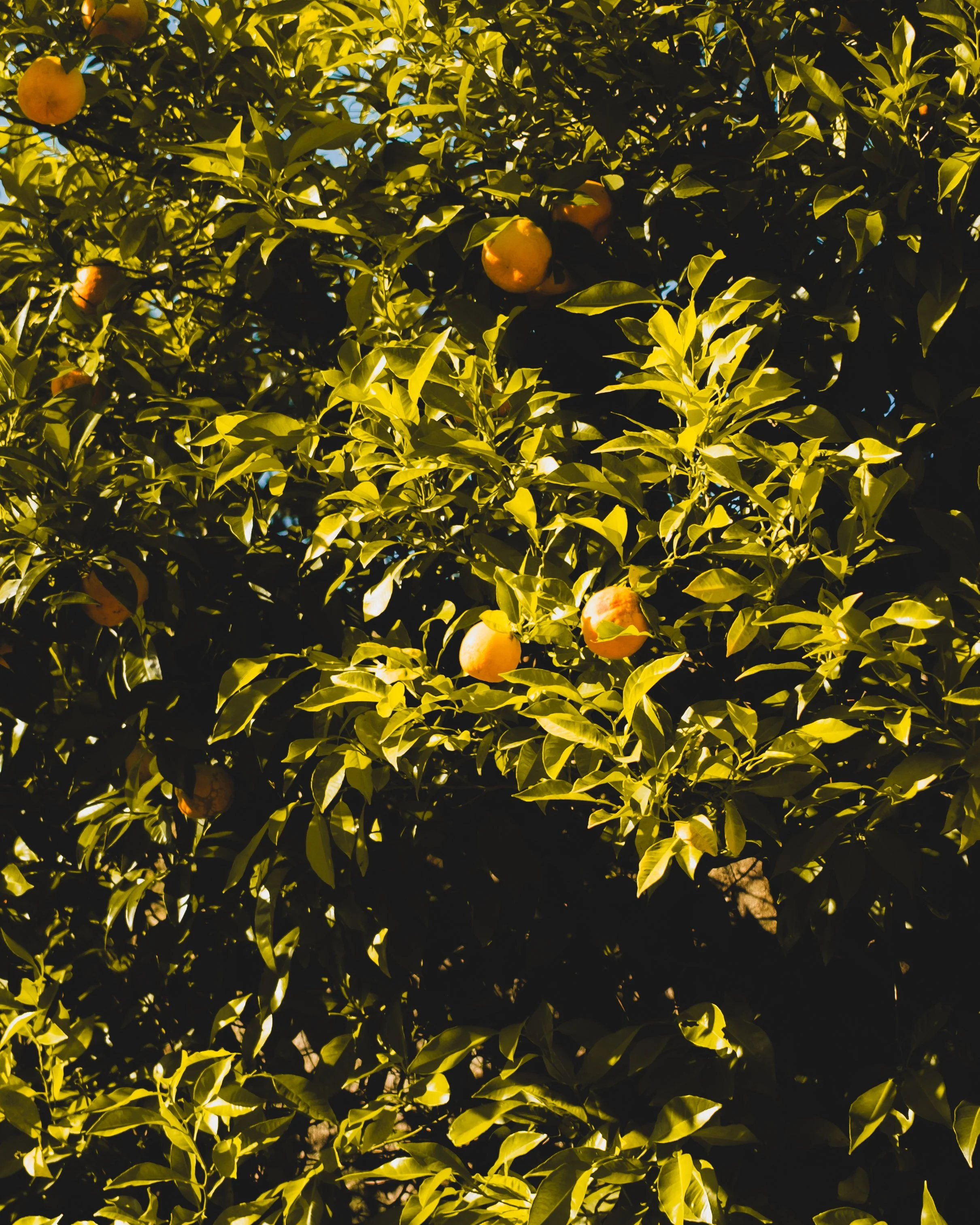 Orange fruit growing on a dense tree with green leaves, sunlight filtering through the foliage. Lionel Chu - Hotel & Travel Photographer