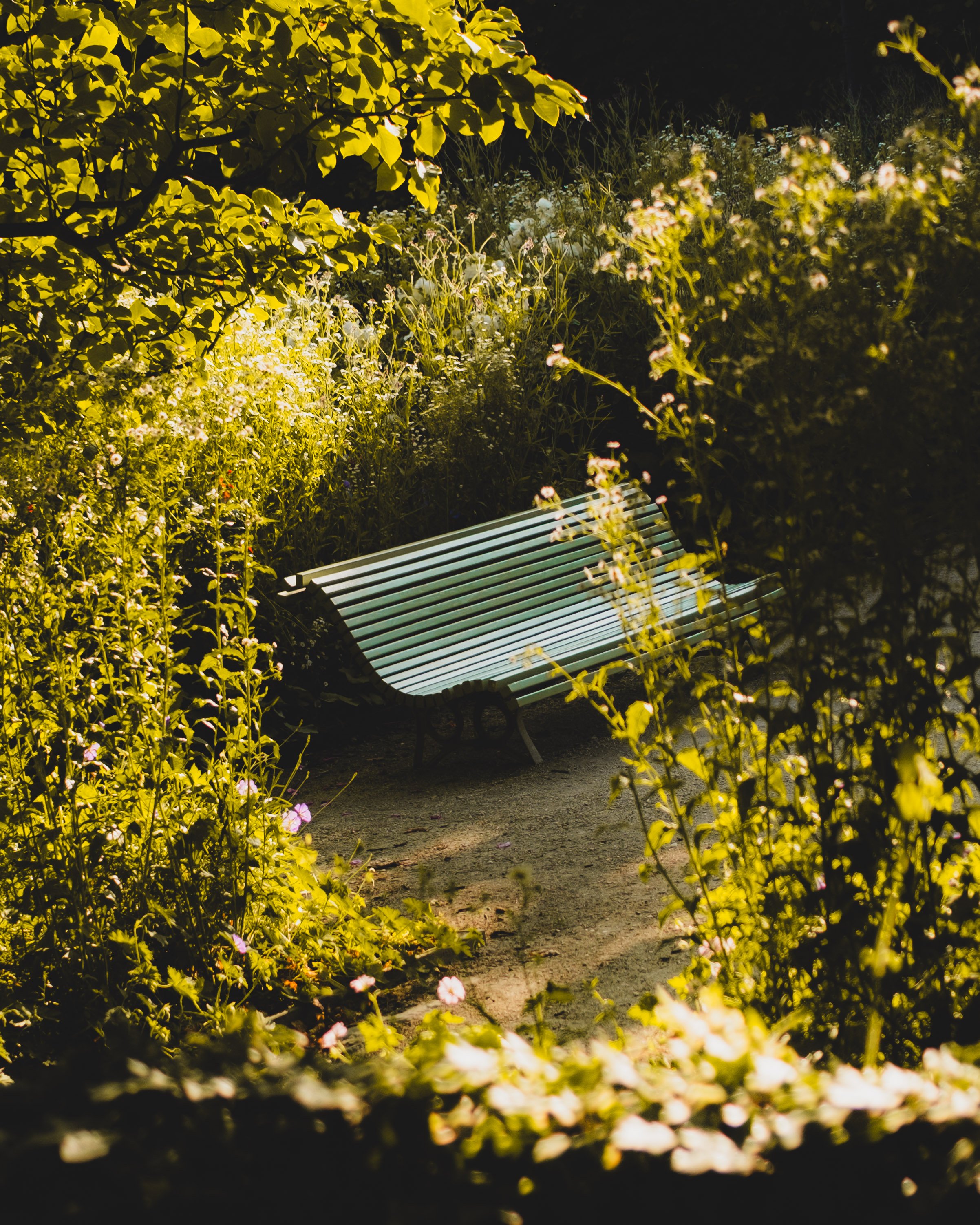 Park bench surrounded by lush green trees and foliage in warm sunlight.