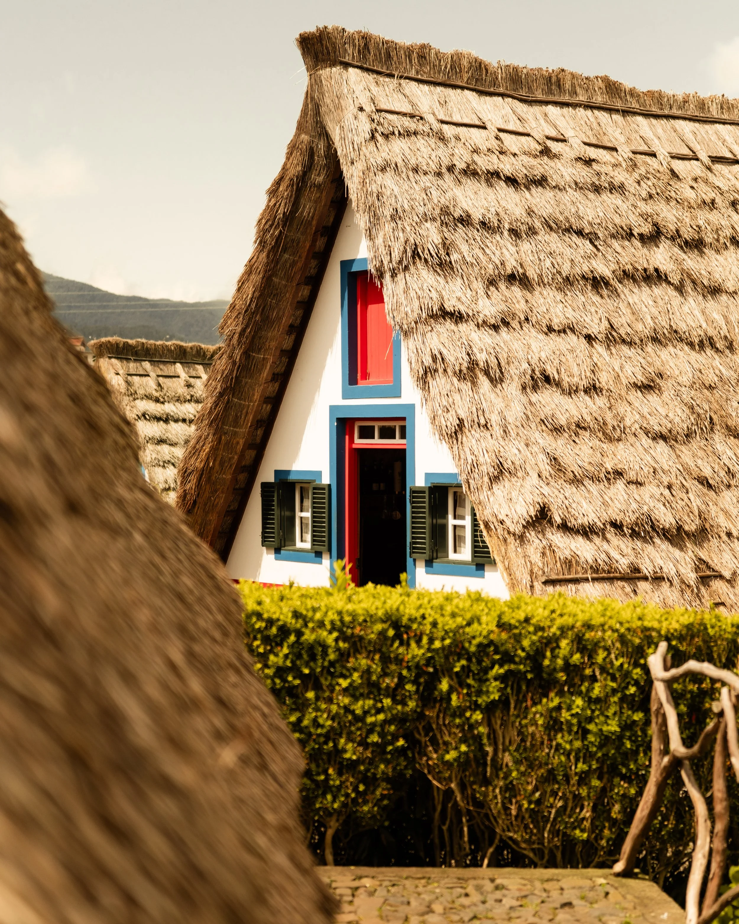 Close-up of a thatched roof over a house, with white walls and colorful window frames, shaded by a large tree, in a village setting.