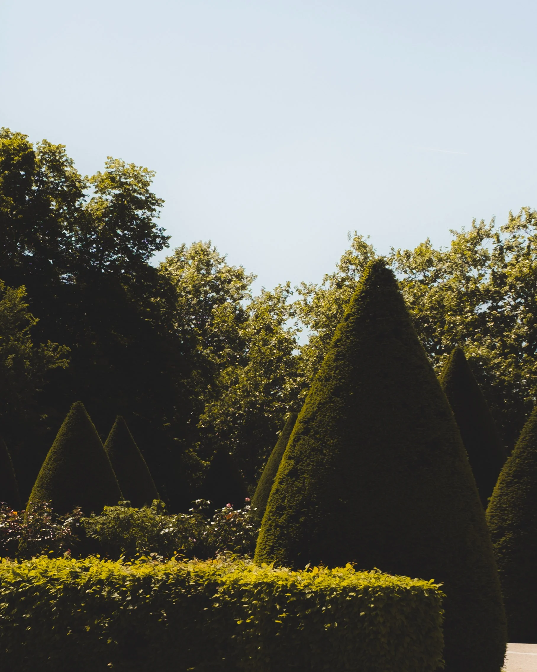 A view of tall, neatly trimmed conical bushes and trees with green leaves against a clear blue sky.