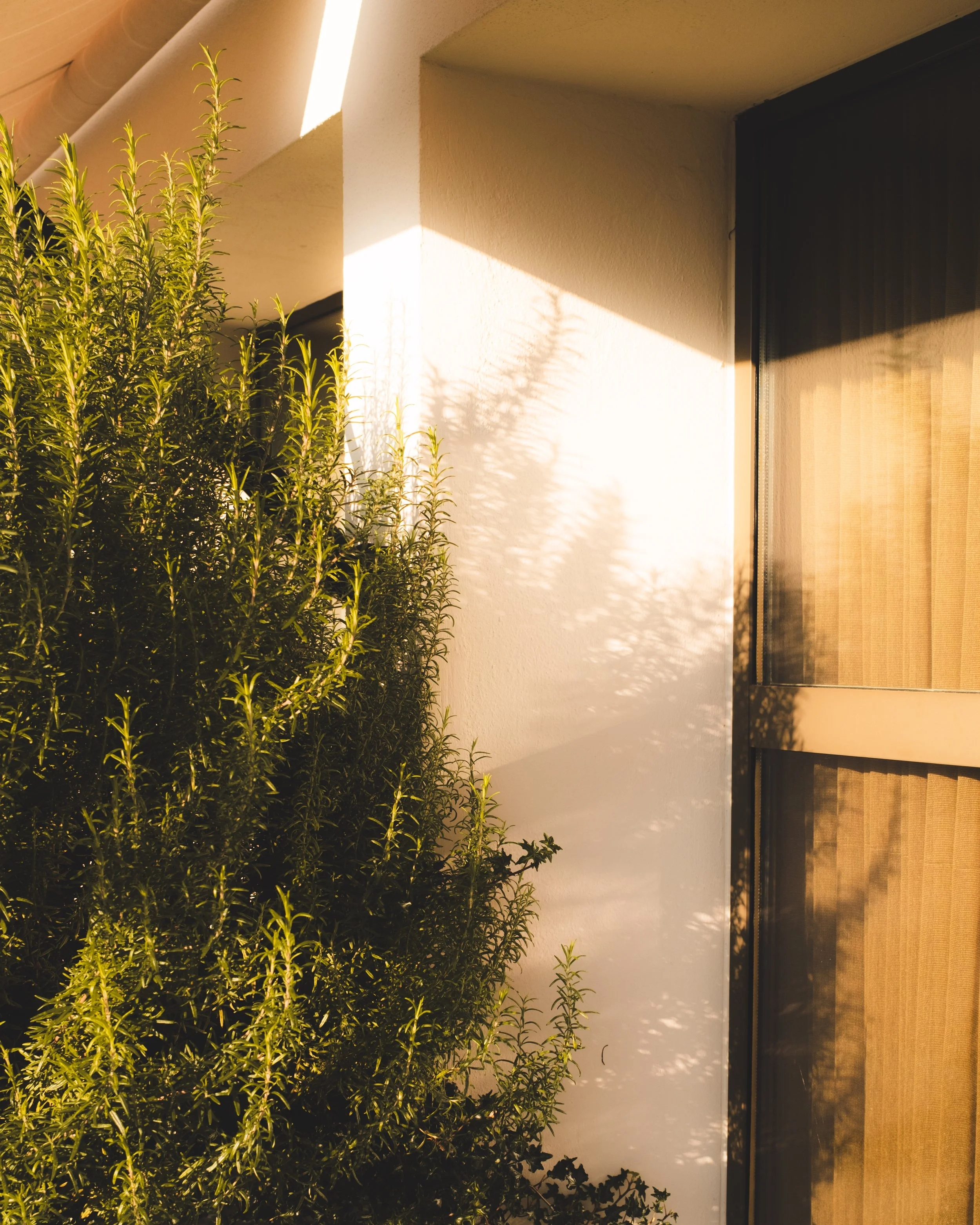 Hotel building exterior with a terrace or balcony, a white wall with shadows, a door or window, and green plants in the foreground, illuminated by warm sunlight.