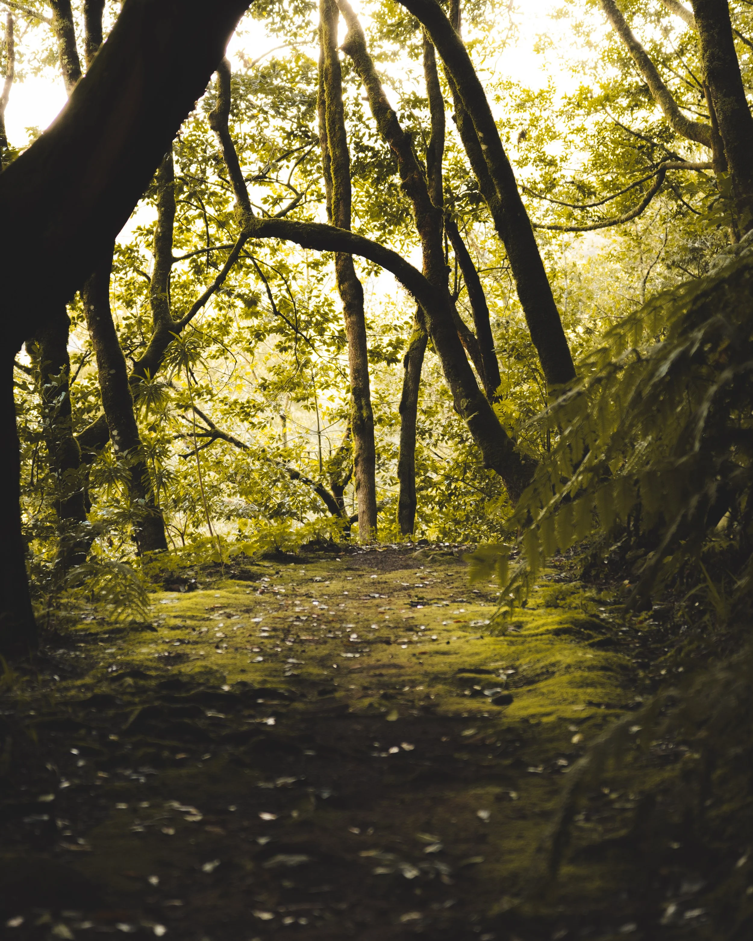 A dense forest scene with tall trees covered in moss, a leaf-covered path, and sunlight filtering through the canopy.