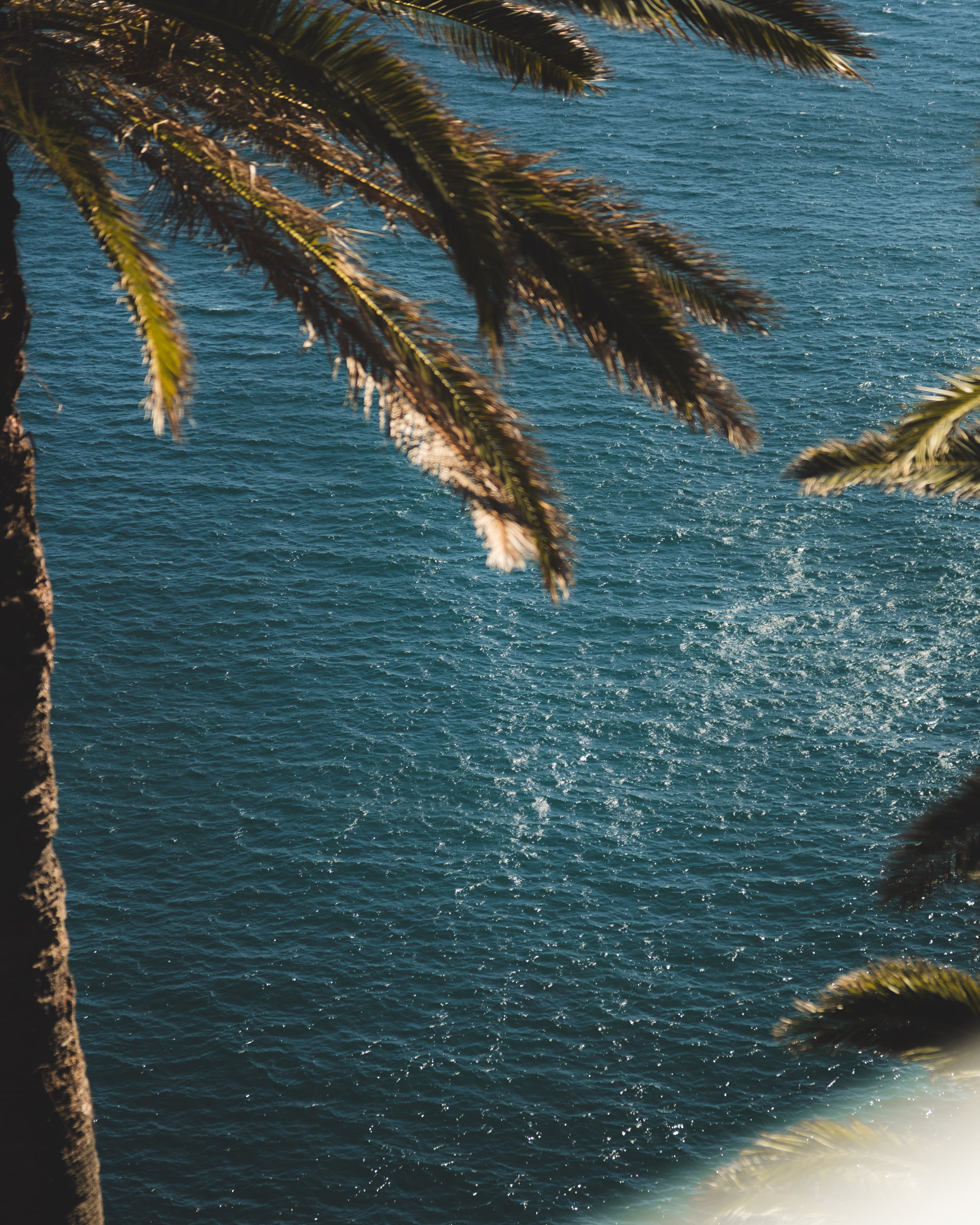 View of the ocean with blue water and small waves, framed by palm tree branches in the foreground.