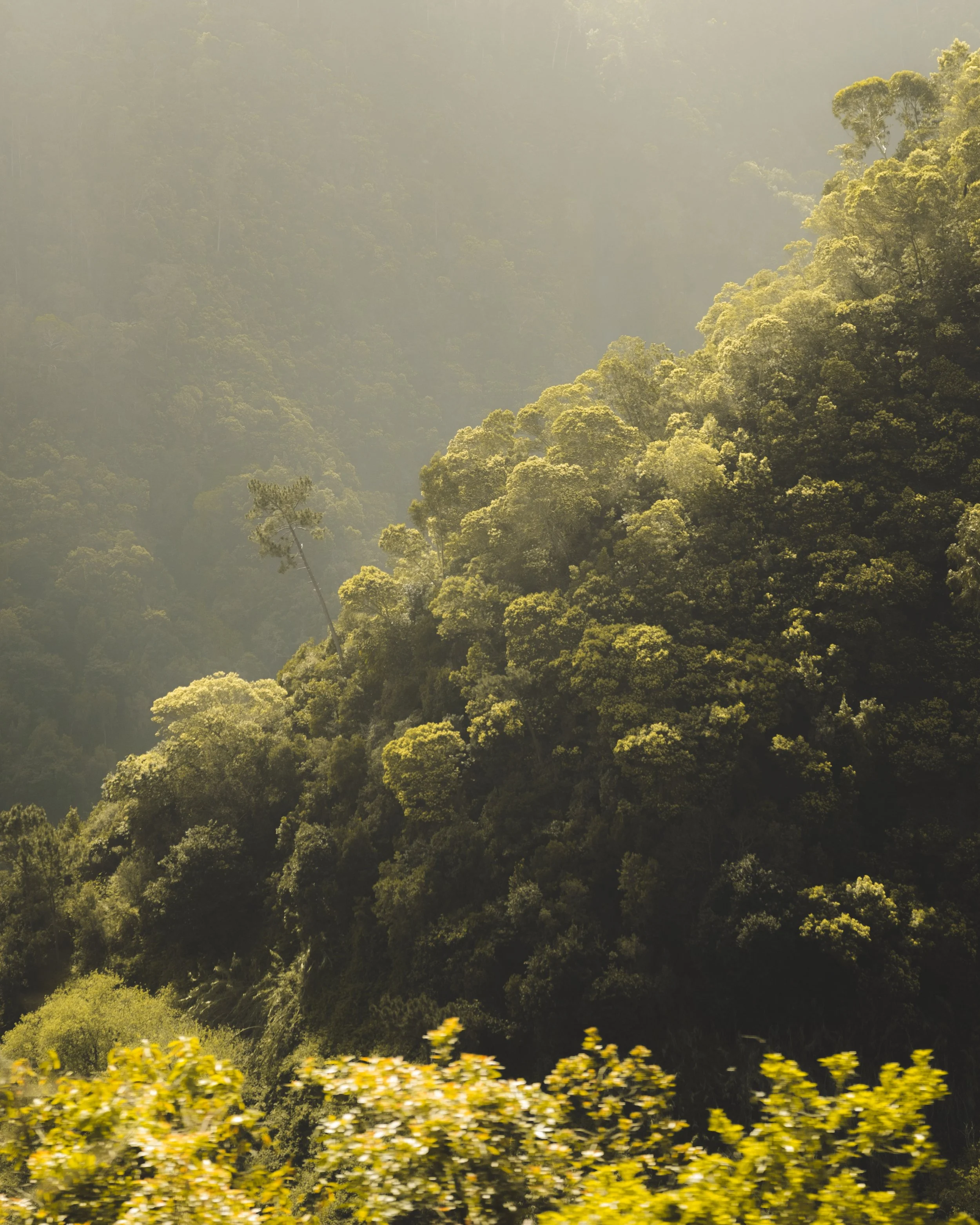 A lush, green forested mountain landscape with trees and foliage under a hazy sky, with a line of yellow flowers at the bottom.