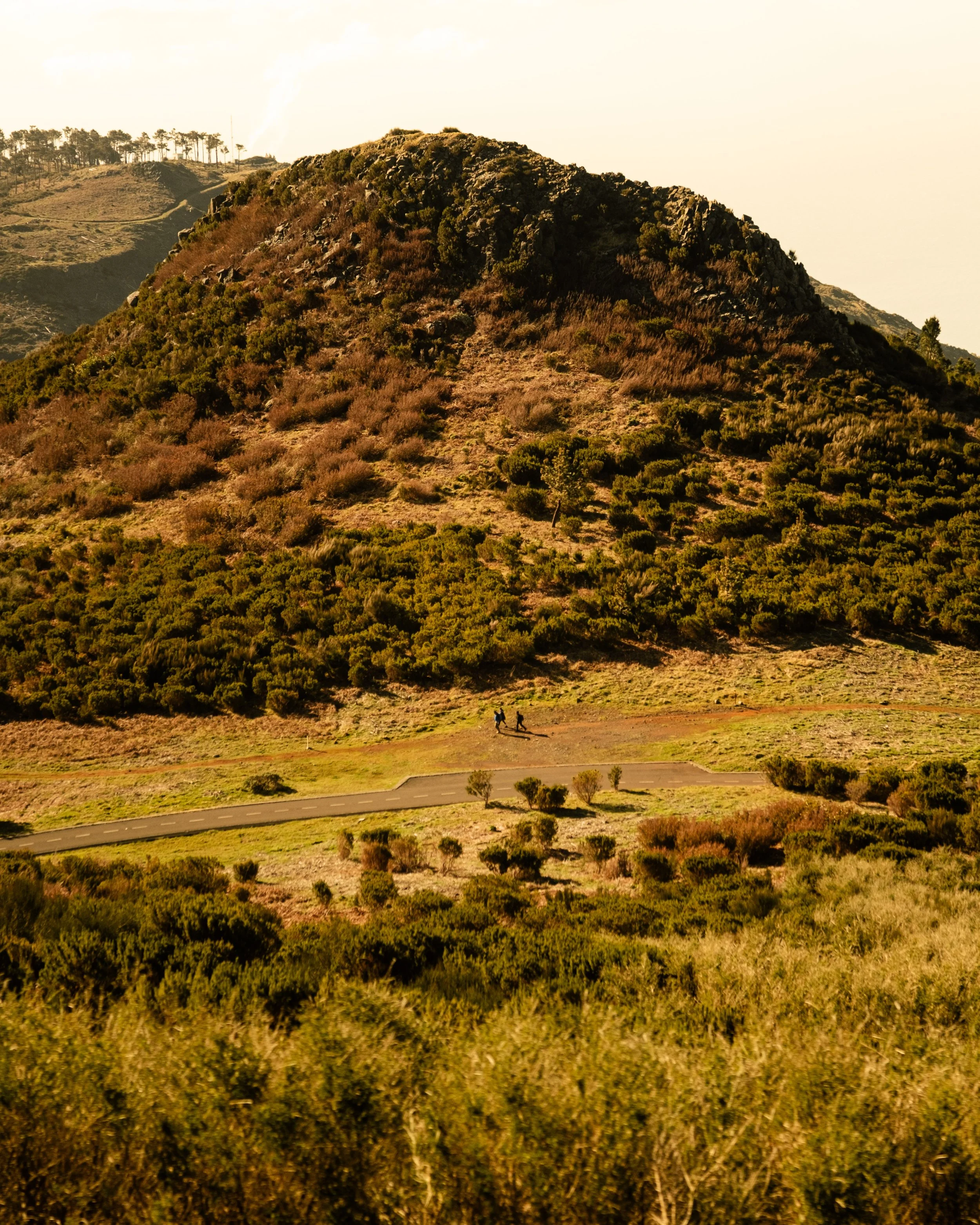 A hillside covered with bushes and trees with two people walking along a trail in the foreground, a mountain in the background, and a clear sky.
