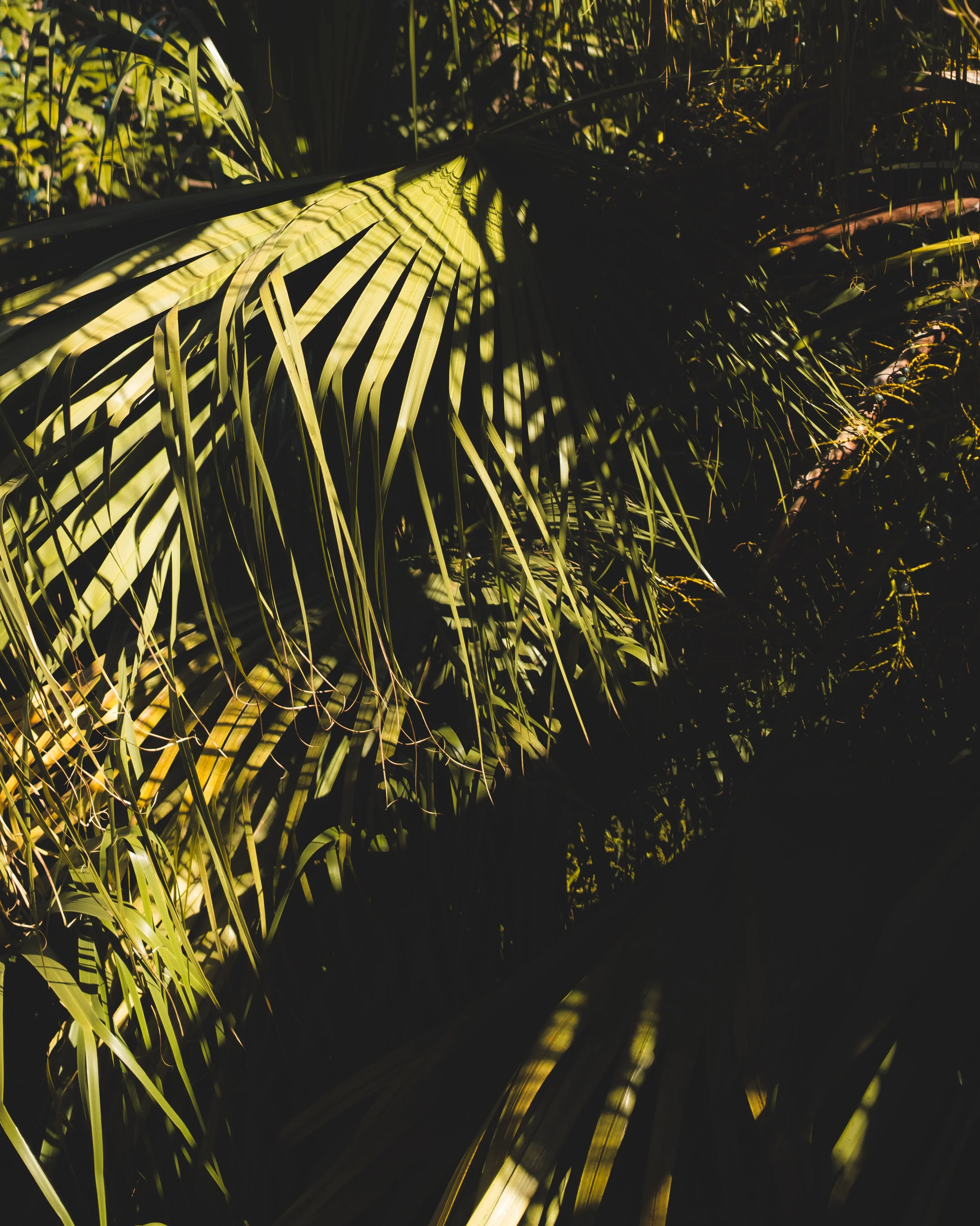 Close-up of palm tree leaves with sunlight casting shadows, showing green fronds and intricate shadows on the foliage.