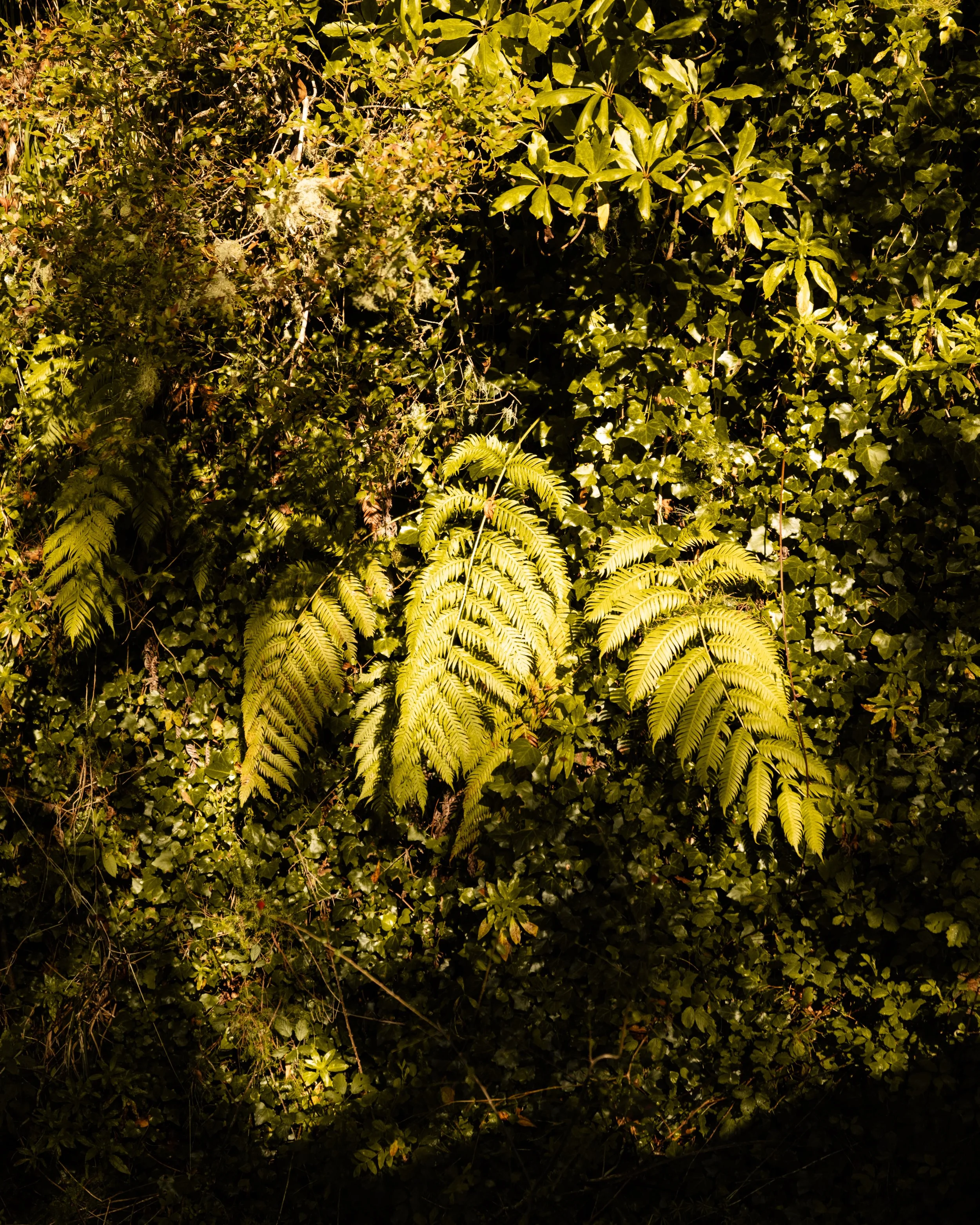 Dense green foliage of various plants and leaves, illuminated by sunlight, with some darker shadows in the background.