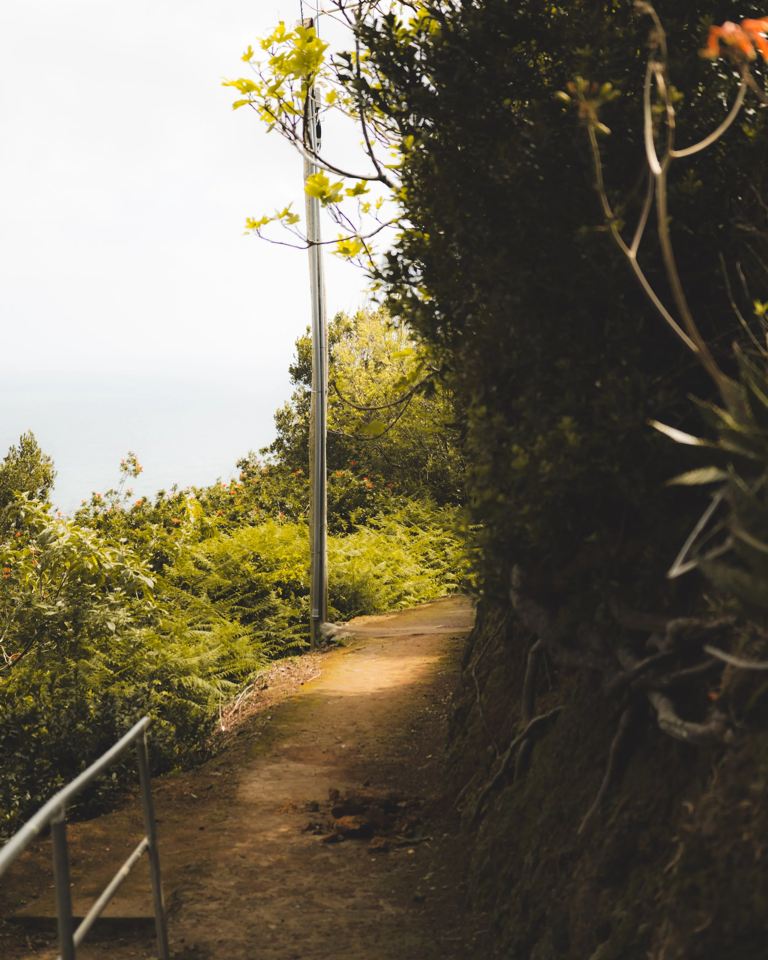 A dirt walking trail winding through lush green foliage, bordered by a metal railing on the left and a large moss-covered tree trunk on the right, with trees and bushes in the background.