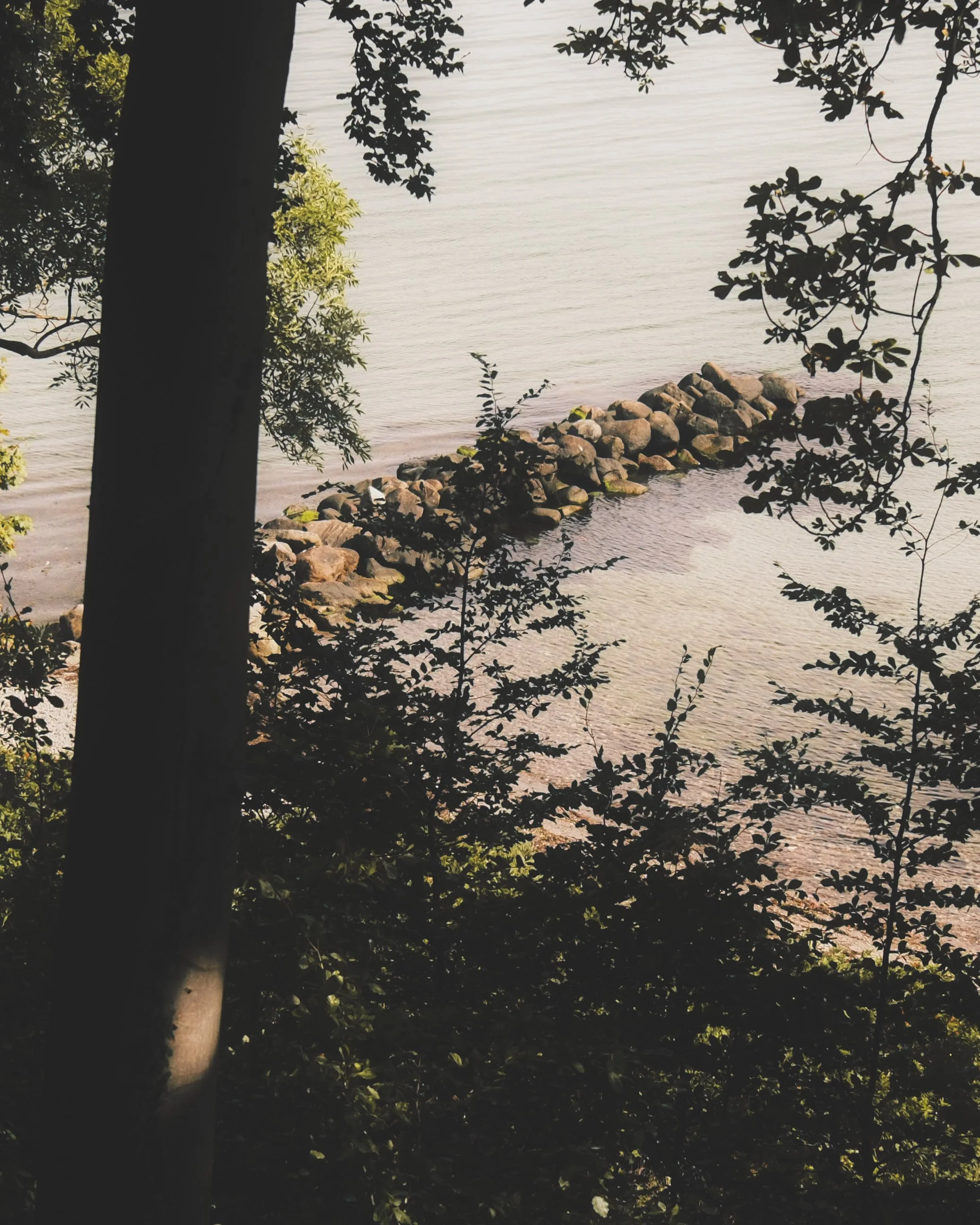 A lakeside scene with a rocky shoreline, trees, and leaves framing the view of calm water and a rocky outcrop.