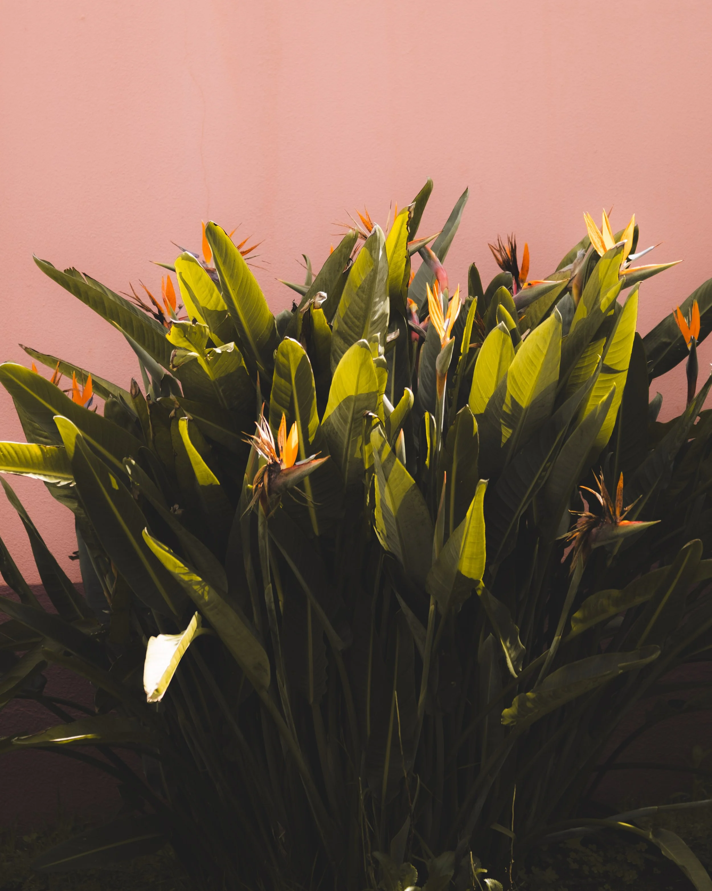 A large green leafy plant with orange and yellow flowers, situated in front of a pinkish wall under warm lighting.