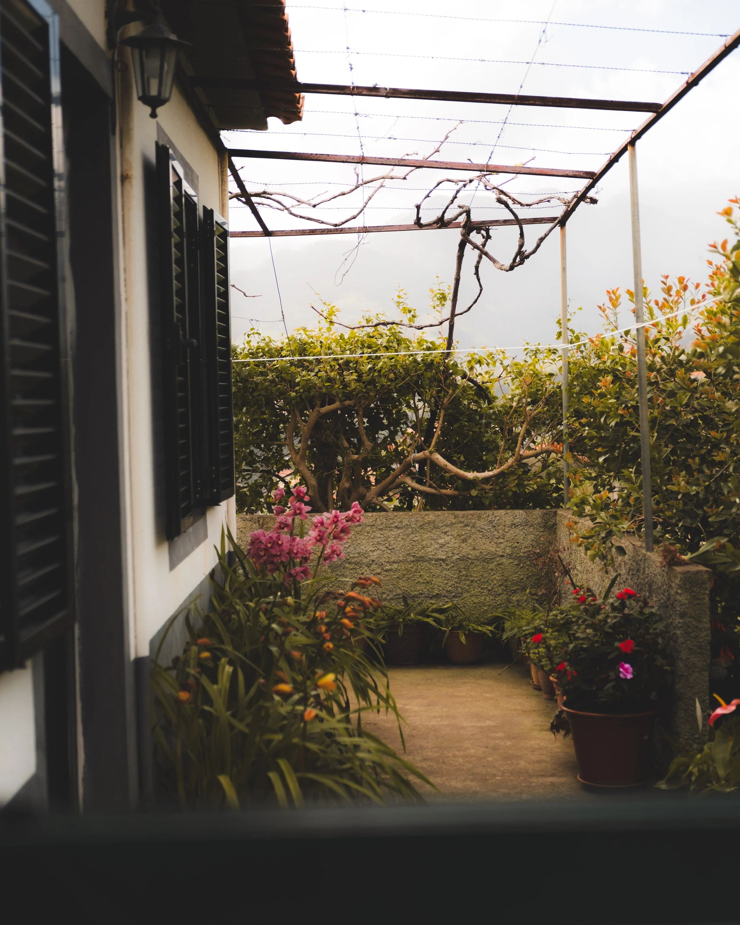 View from a window showing a small patio or balcony with potted plants and flowers, including pink and red blooms, and green leafy bushes; a trellis with bare, twisted vines, and a cloudy sky in the background.