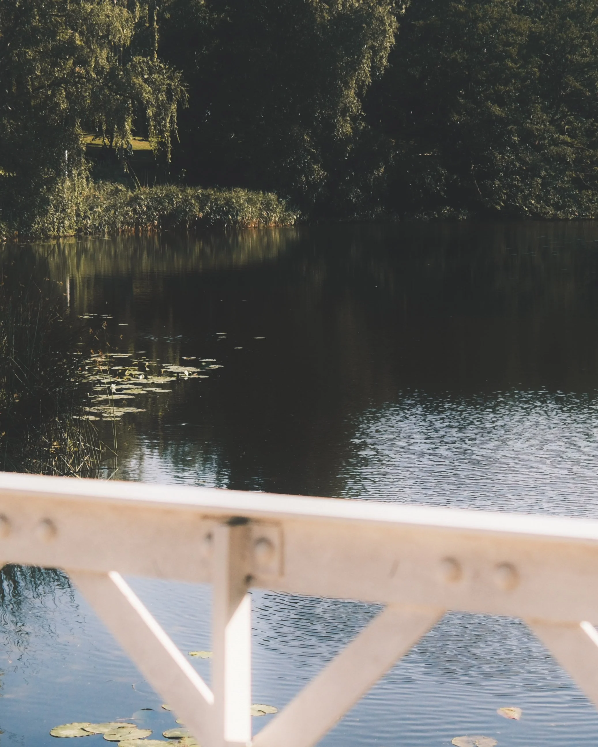 Photo taken from a boat, showing water with lily pads and trees on the riverbank in the background.