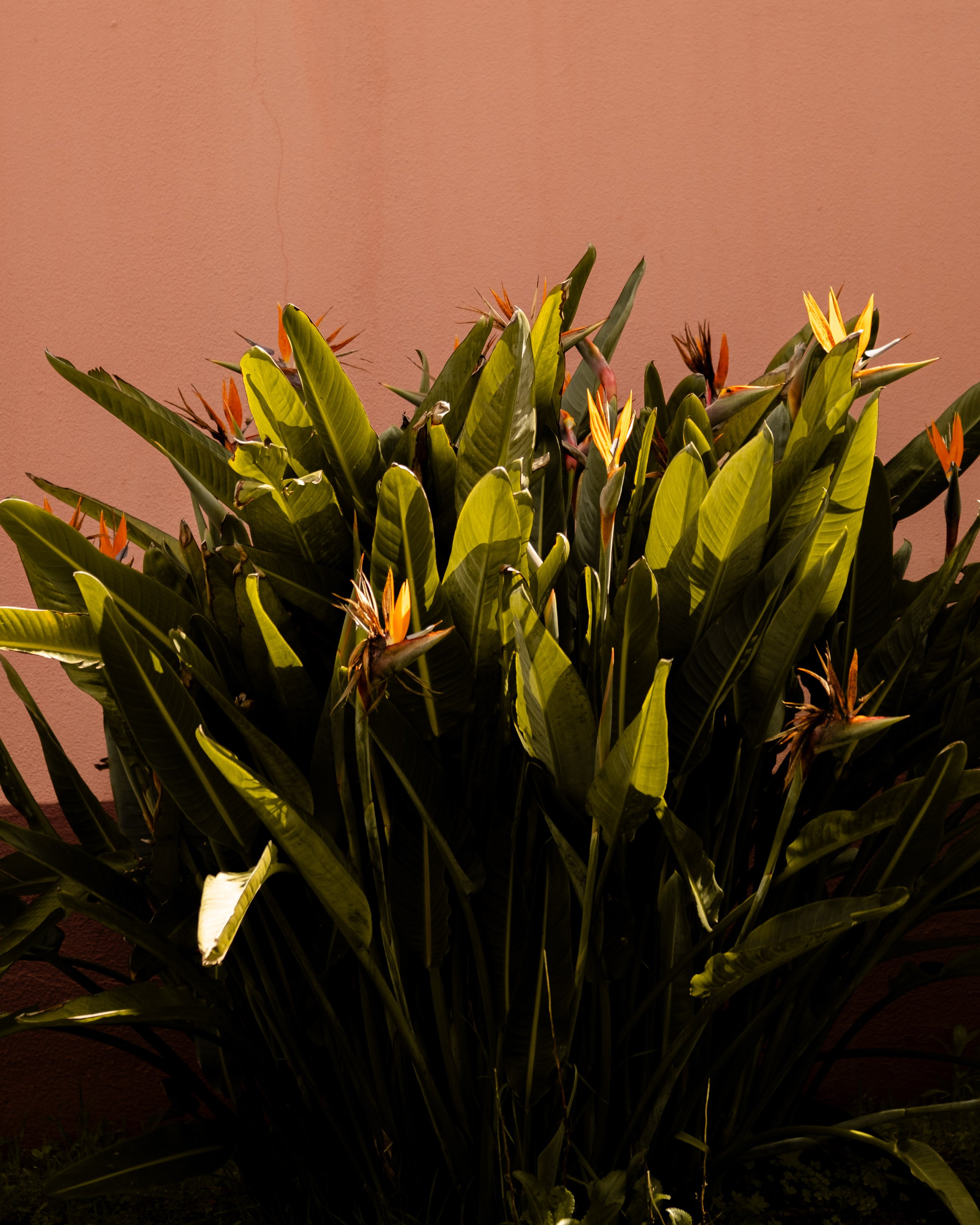 A large green leafy plant with orange and yellow flowers, situated in front of a pinkish wall under warm lighting.