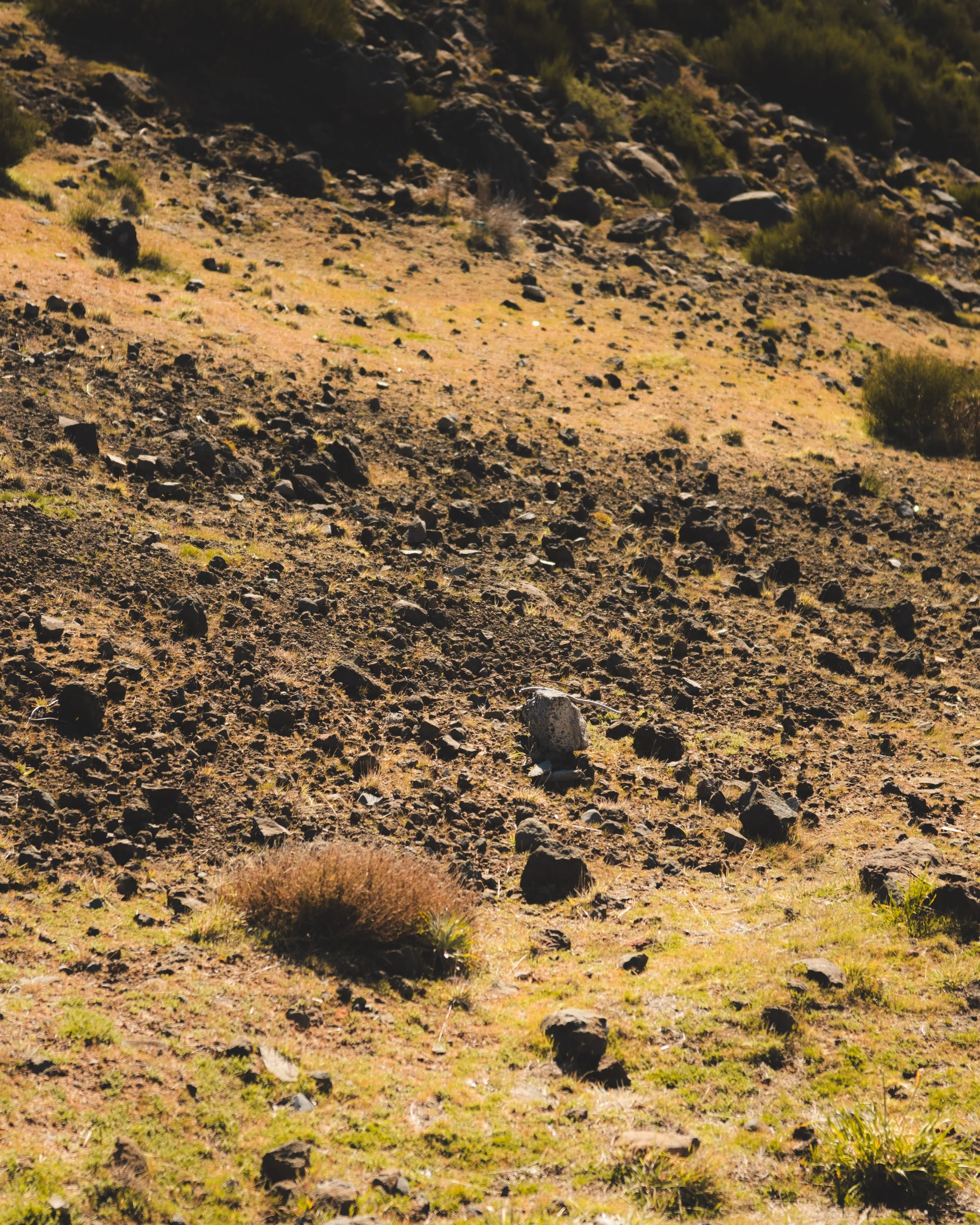 A dry, rocky hillside with sparse vegetation and scattered small bushes.