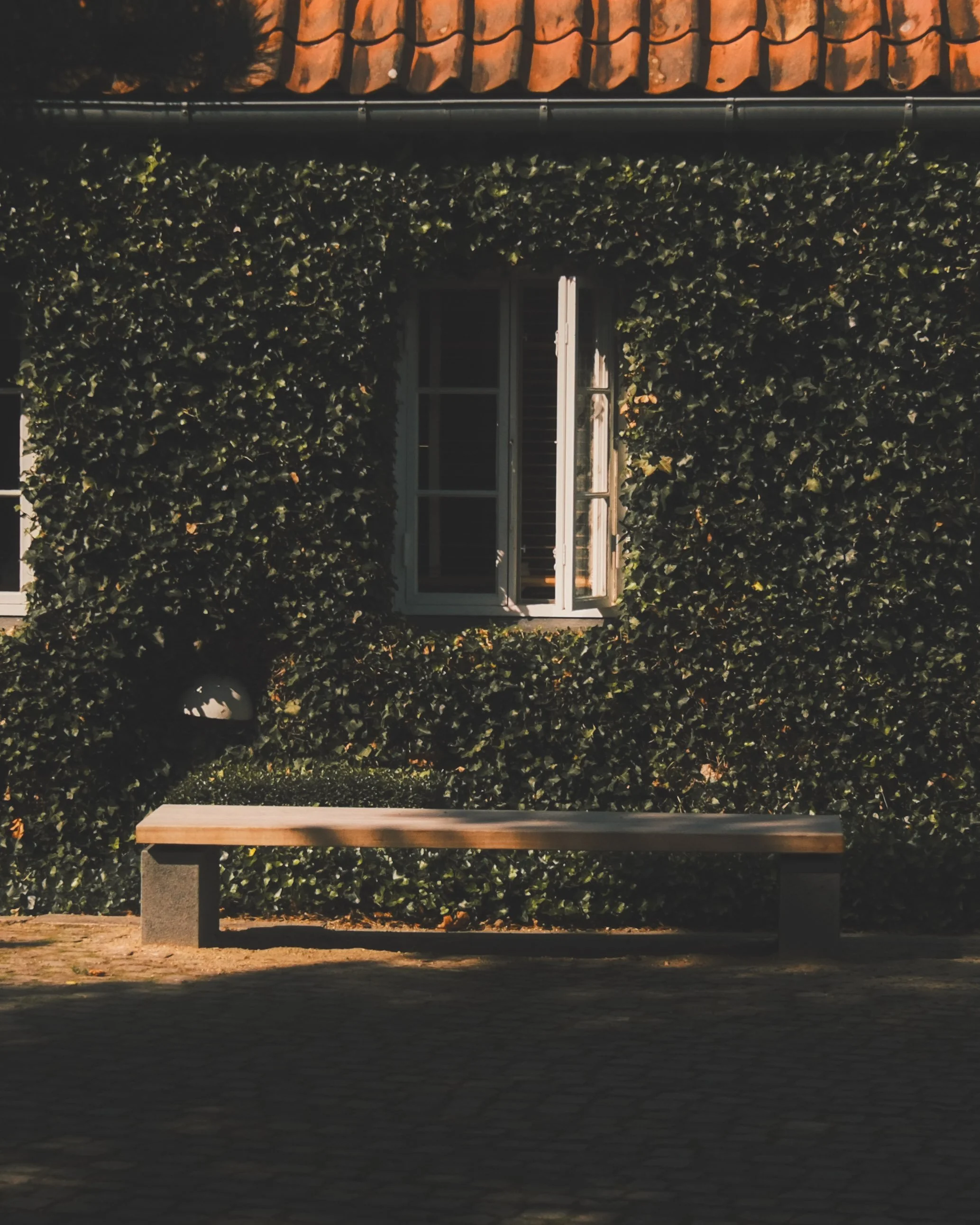 Daytime scene of a park bench in front of a dense wall of ivy, with a window partially visible behind the ivy and a tiled roof in the background.