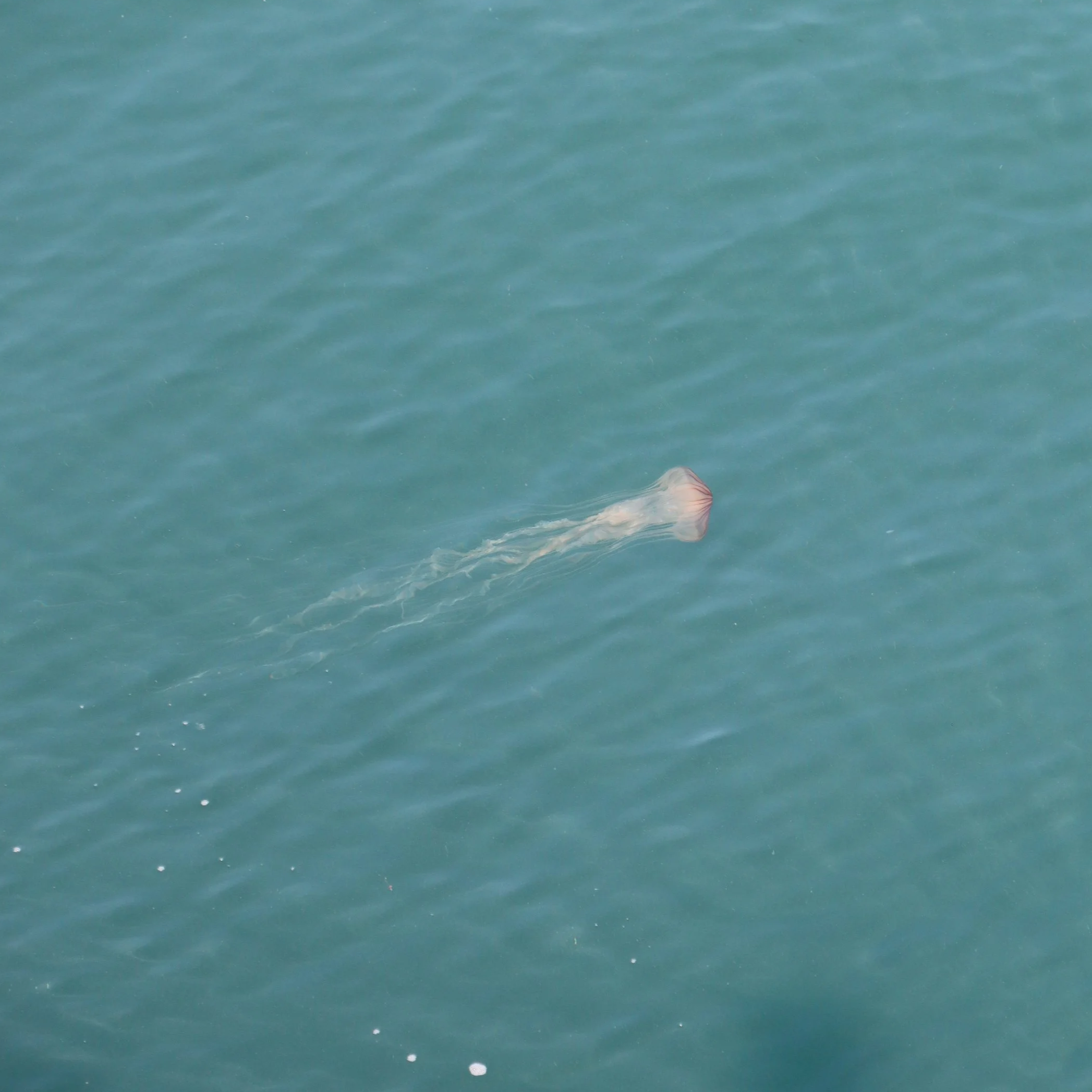Jellyfish - Naoshima, Japan 2025