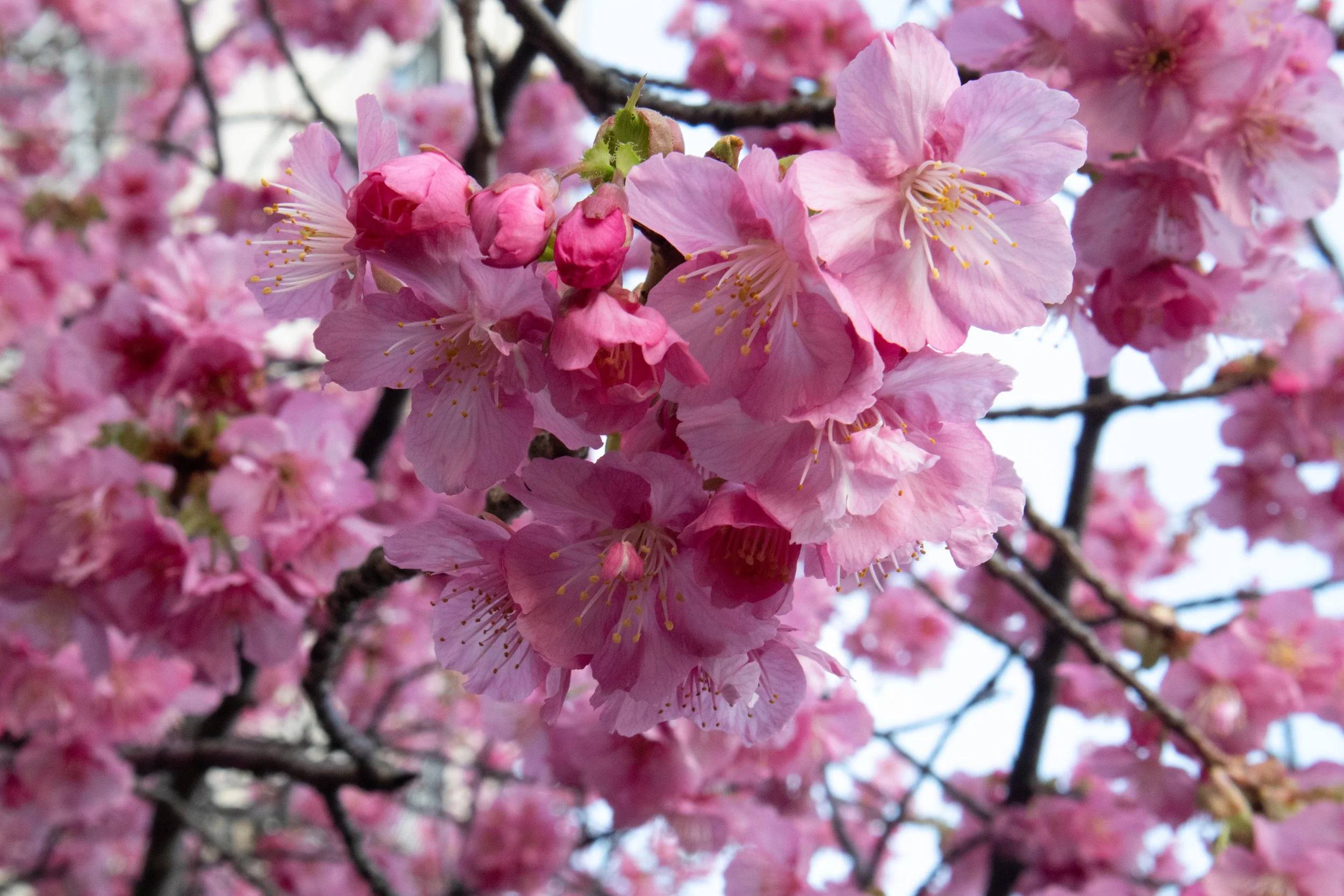 2025 Tokyo, Japan - Cherry Blossom Photography