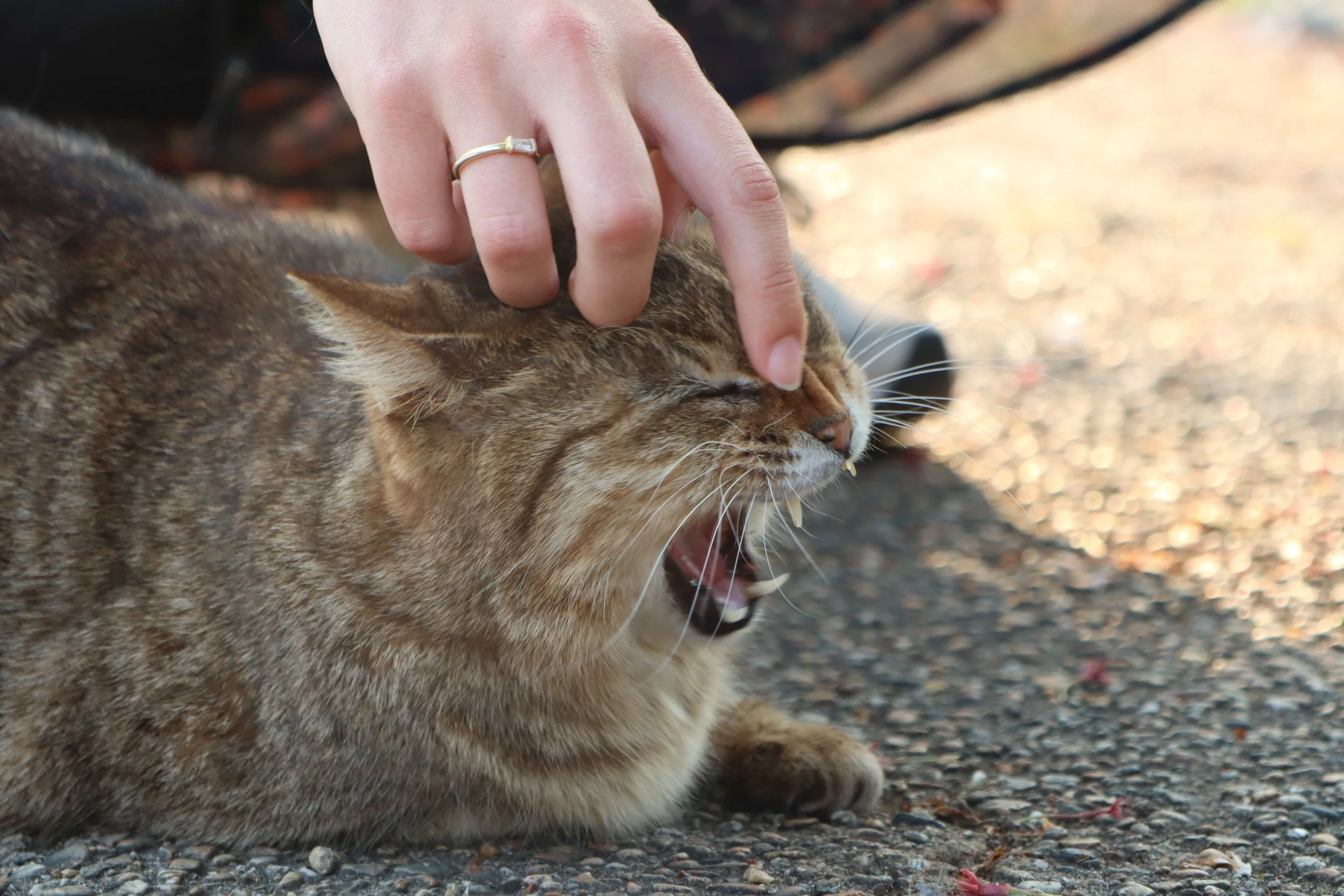 Cat - Kyoto , Japan 2025