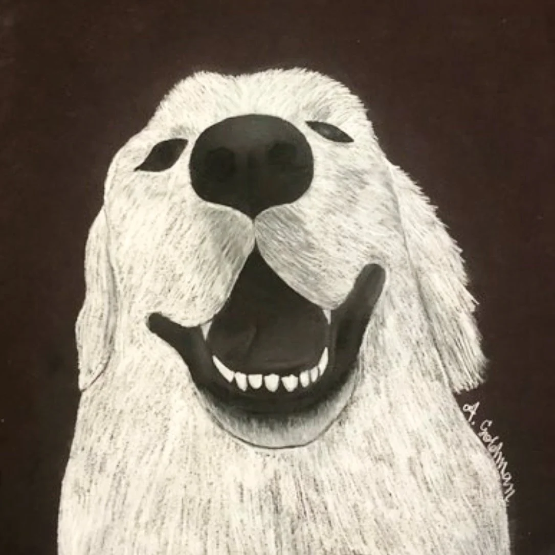 2021 - White Retriever - Charcoal Drawing