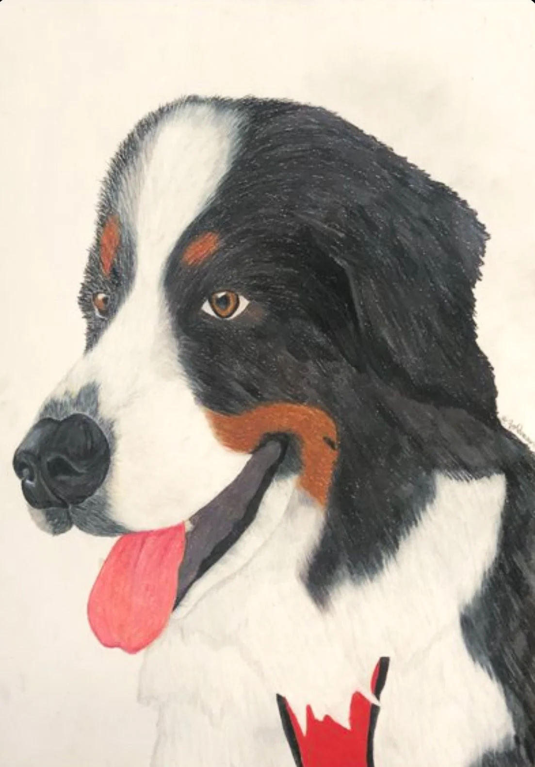 2021 - Bernese Mountain Dog - Color Pencil Drawing