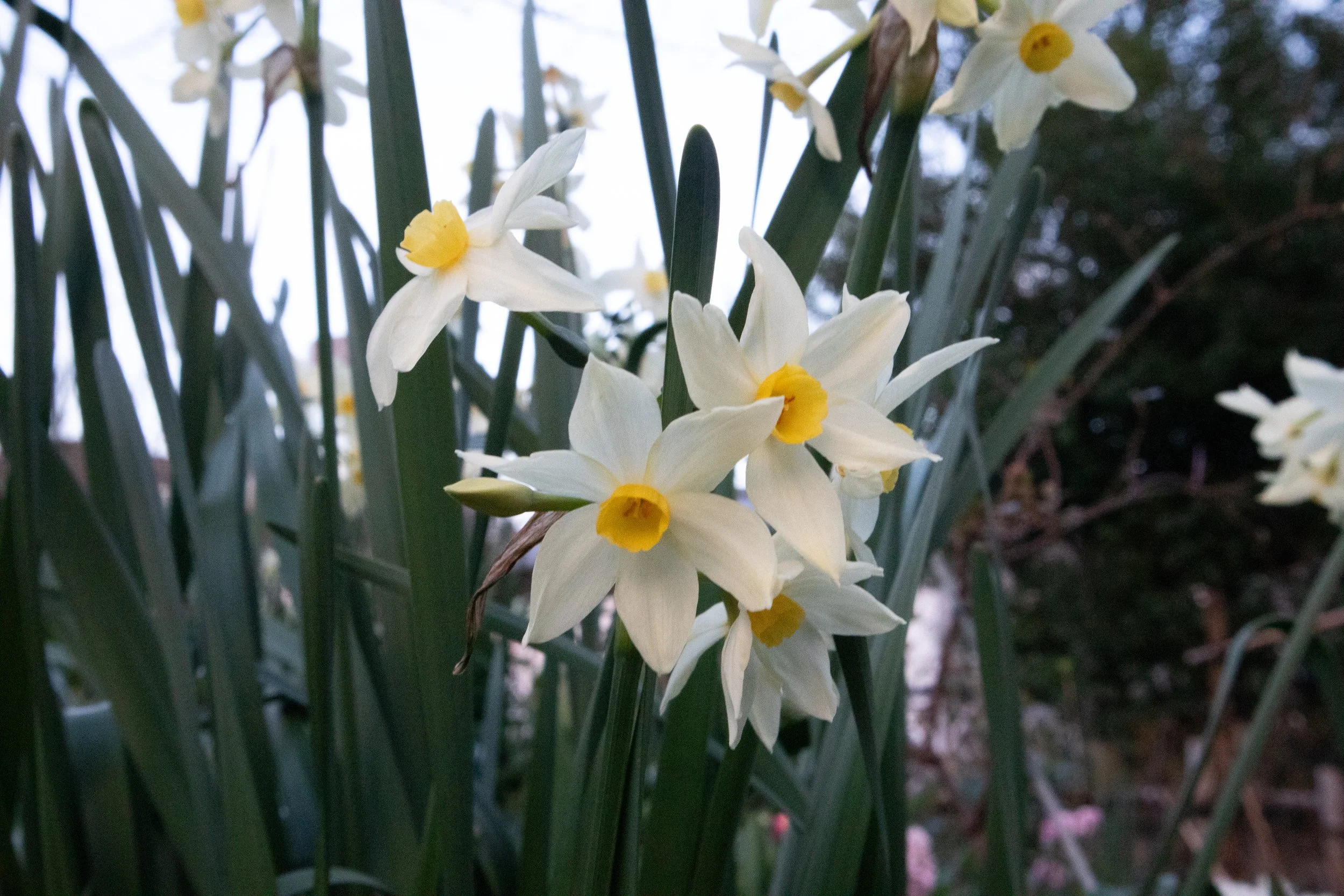 Flowers - Monzen Nakacho, Tokyo, Japan, 2025