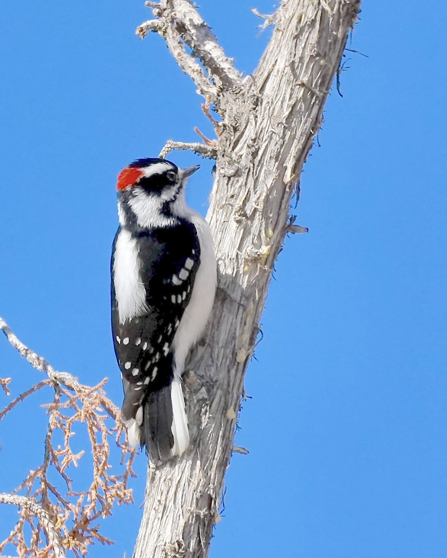 Downy Woodpecker, White Rock, New Mexico, USA