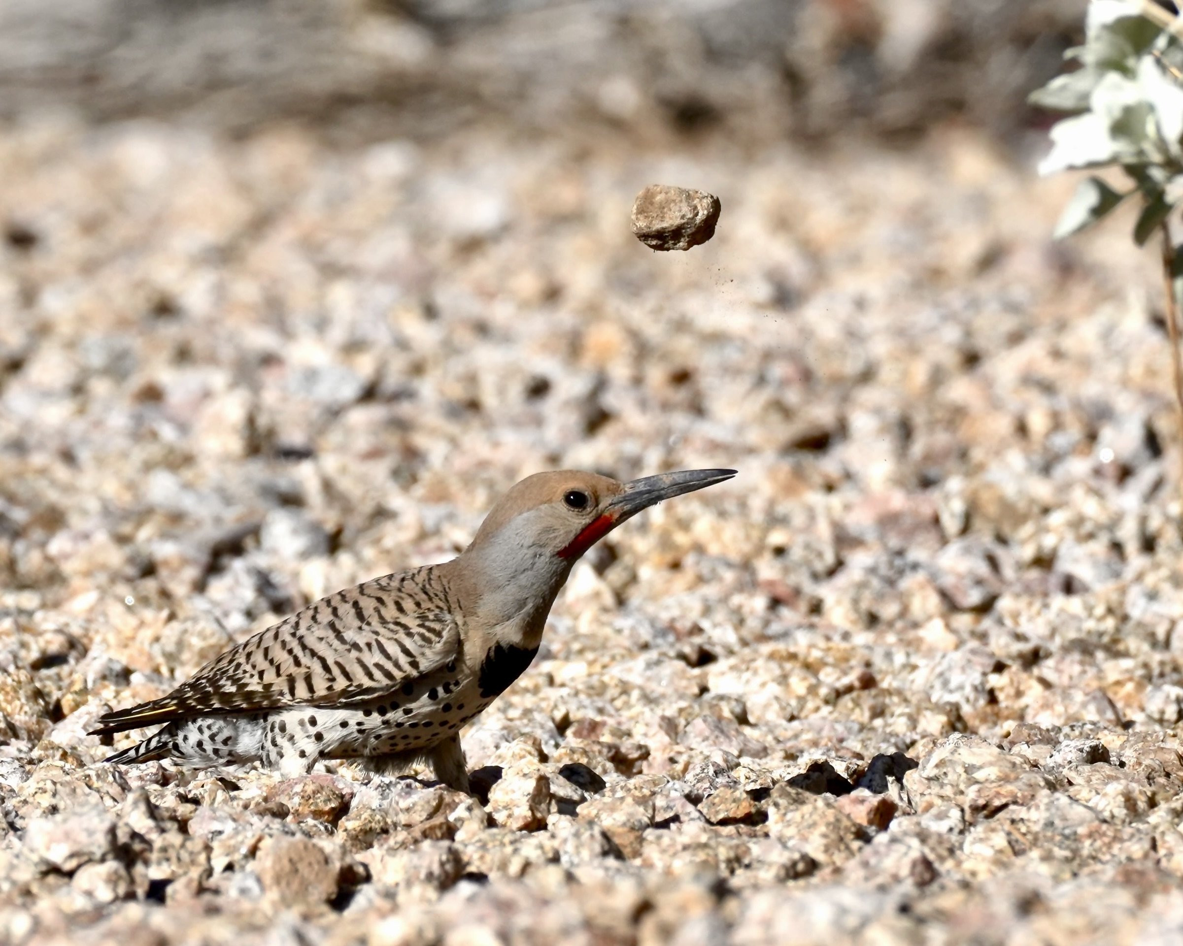Northern Flicker, Phoenix, Arizona, USA