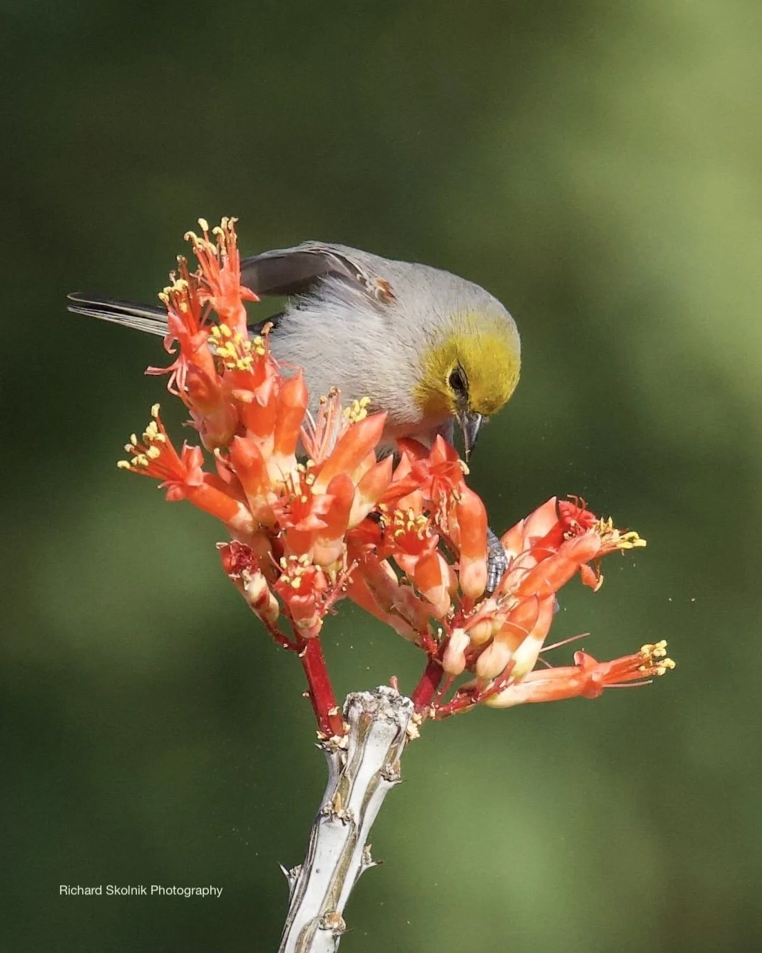 Verdin, Phoenix, Arizona, USA