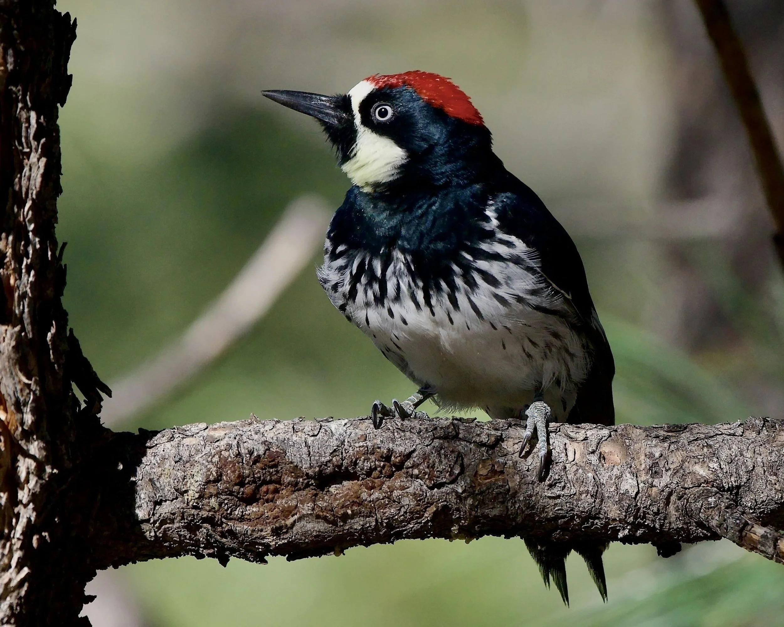 Acorn Woodpecker, Los Alamos, New Mexico, USA