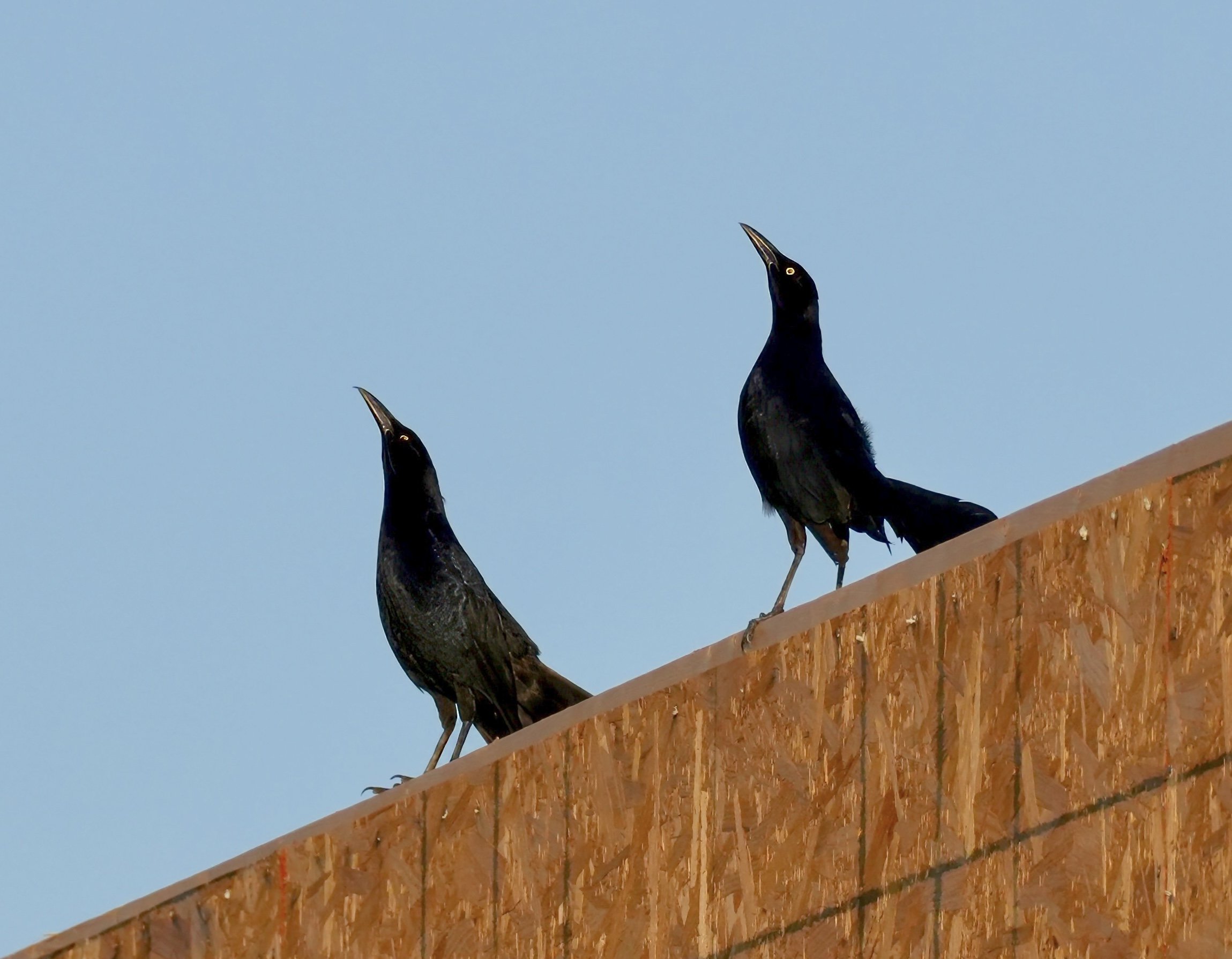 Great-tailed Grackle, Phoenix, Arizona, USA