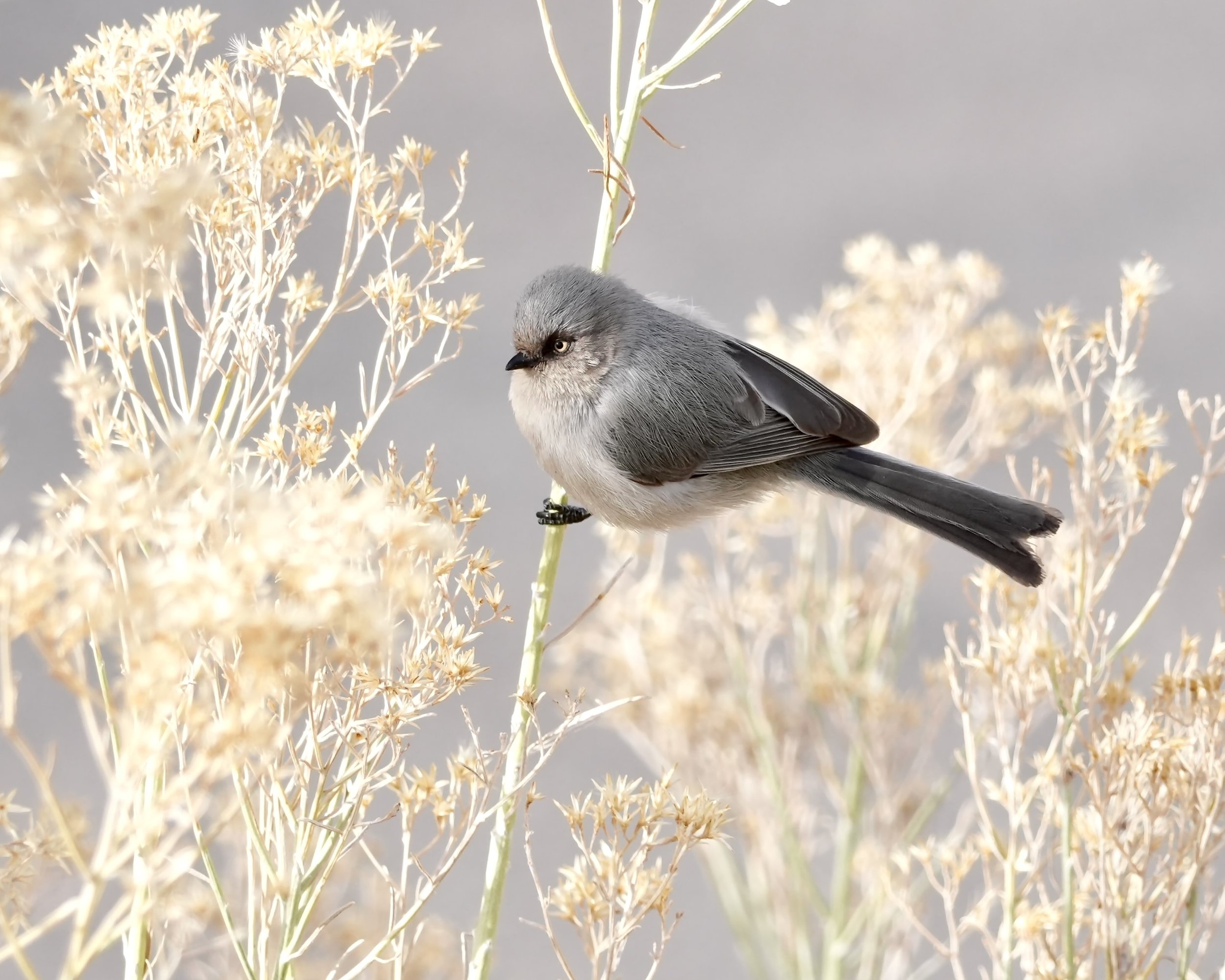 Bushtit, White Rock, New Mexico, USA