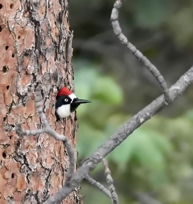 Acorn Woodpecker, Los Alamos, New Mexico, USA