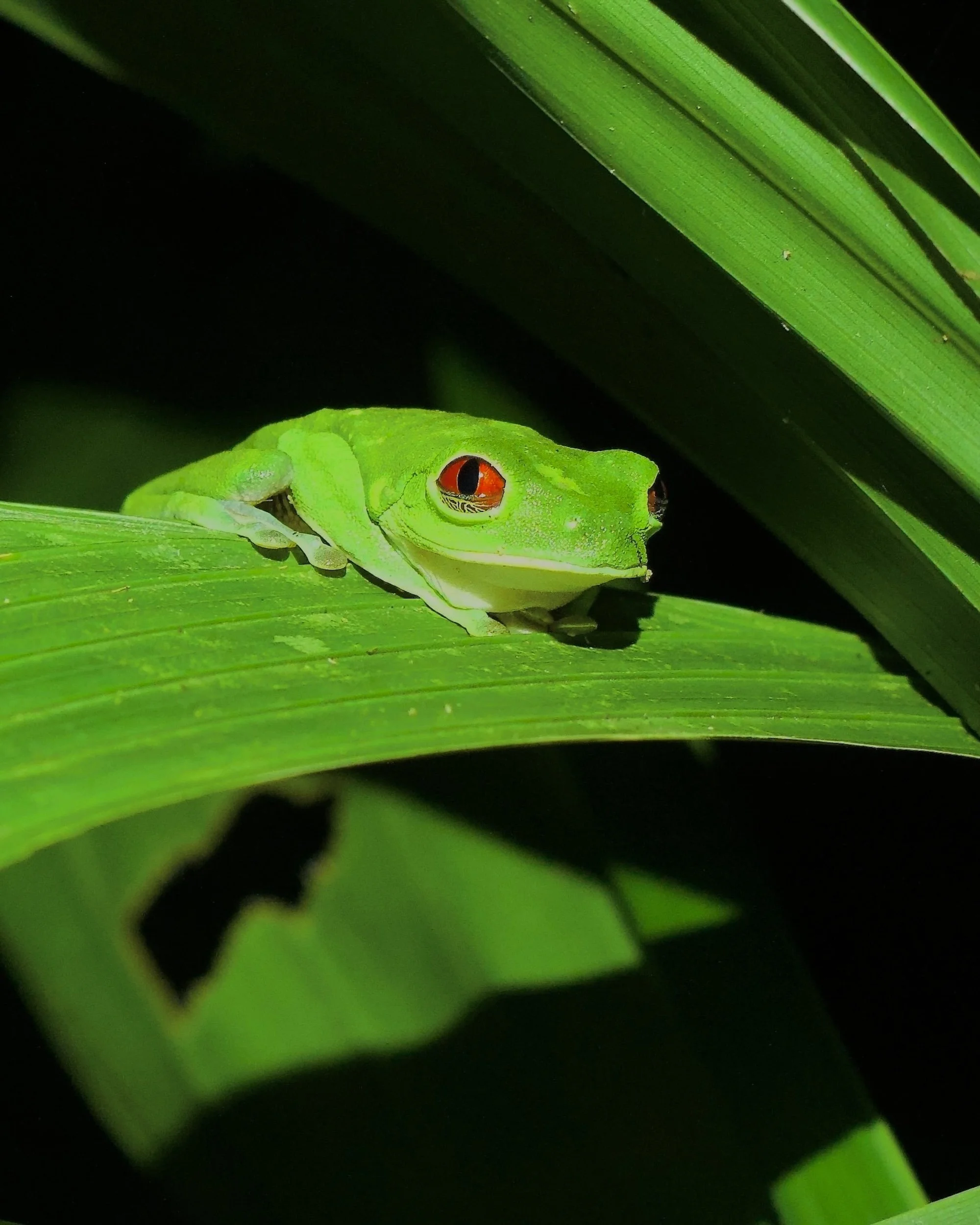 Red-eyed Tree Frog, Costa Rica