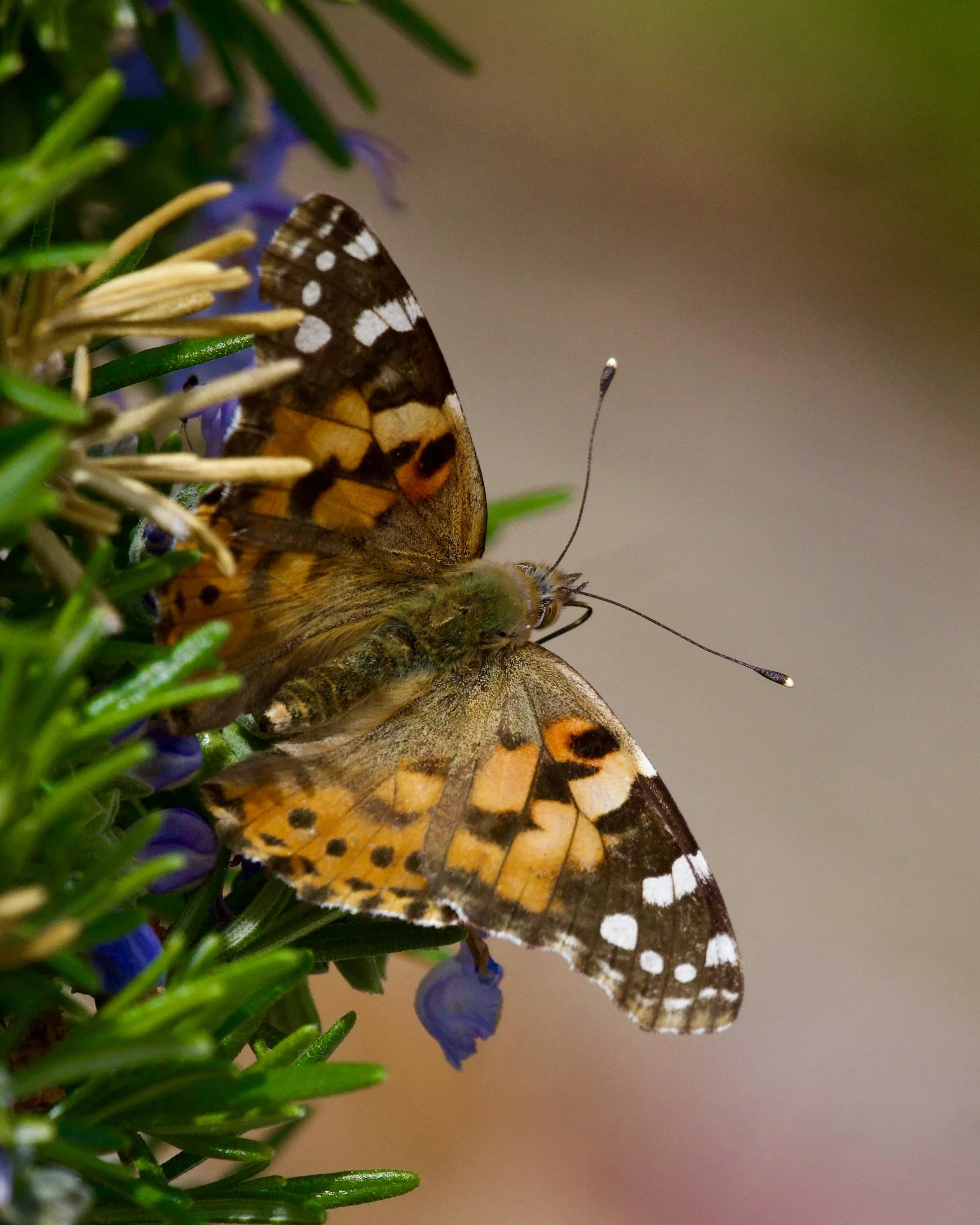 Painted Lady Butterfly, White Rock, New Mexico, USA