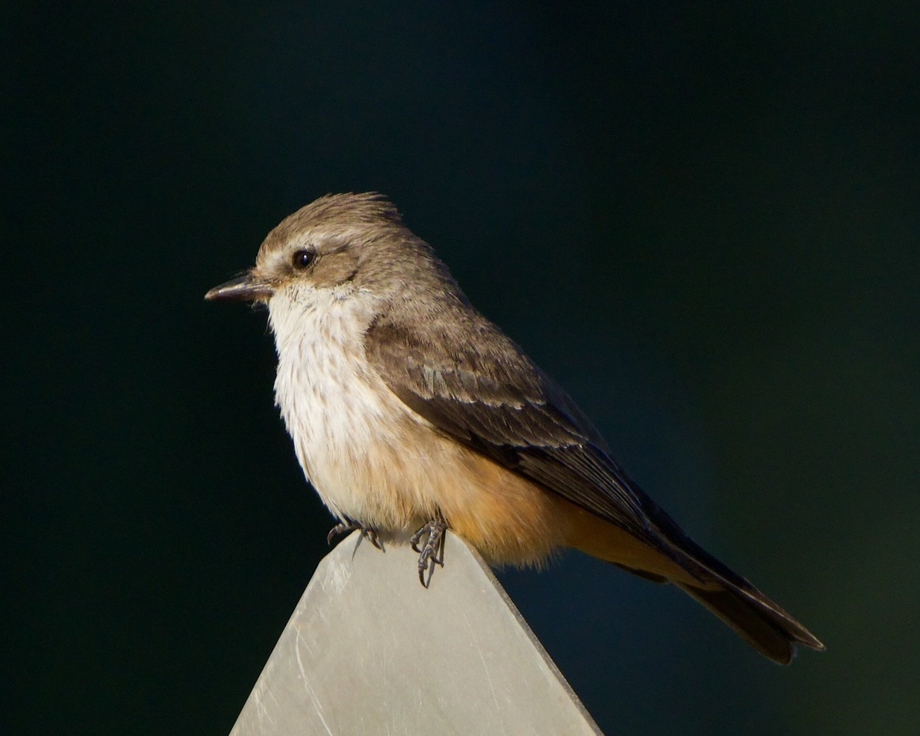 Vermillion Flycatcher, Phoenix, Arizona, USA