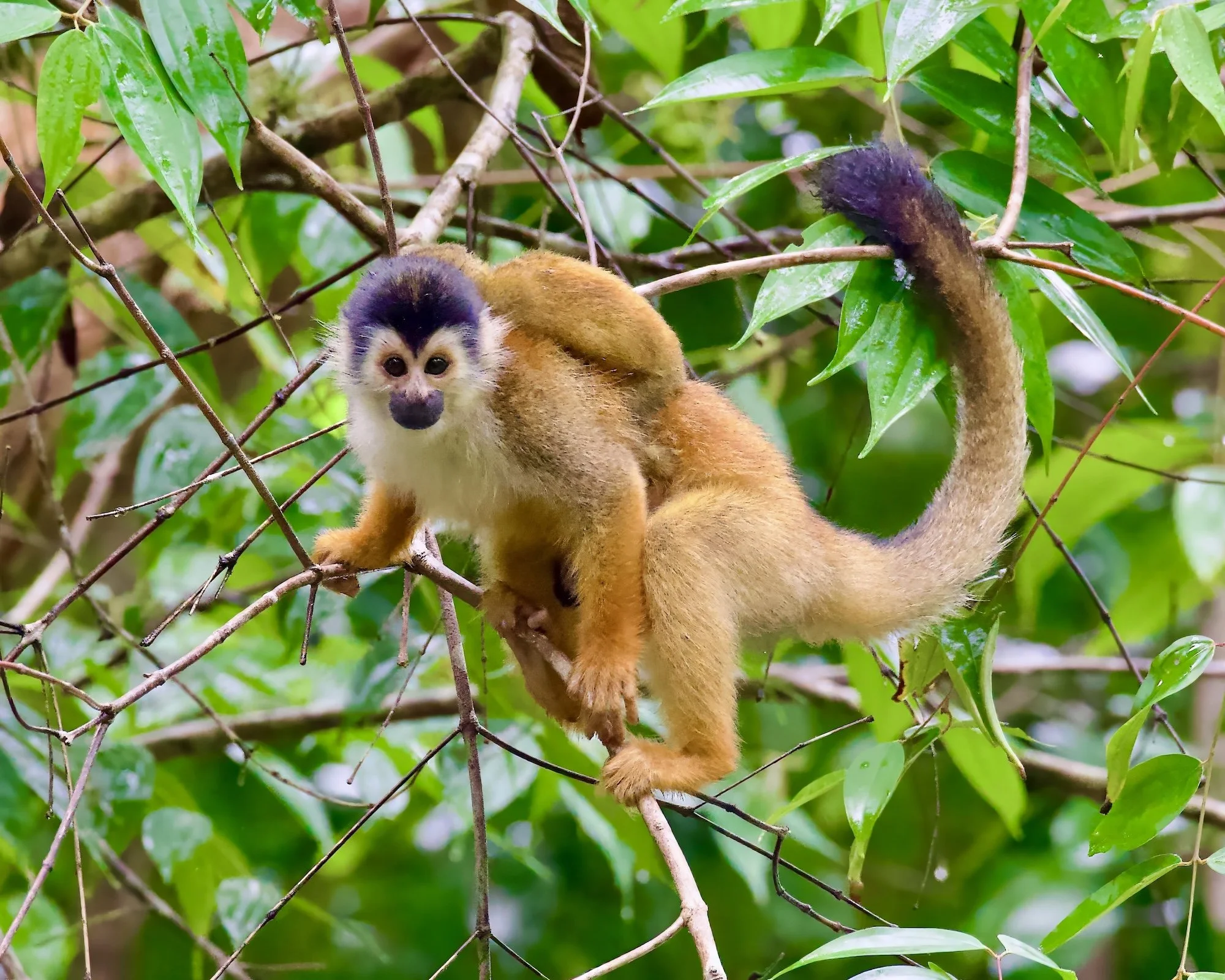 Squirrel Monkey, Costa Rica 