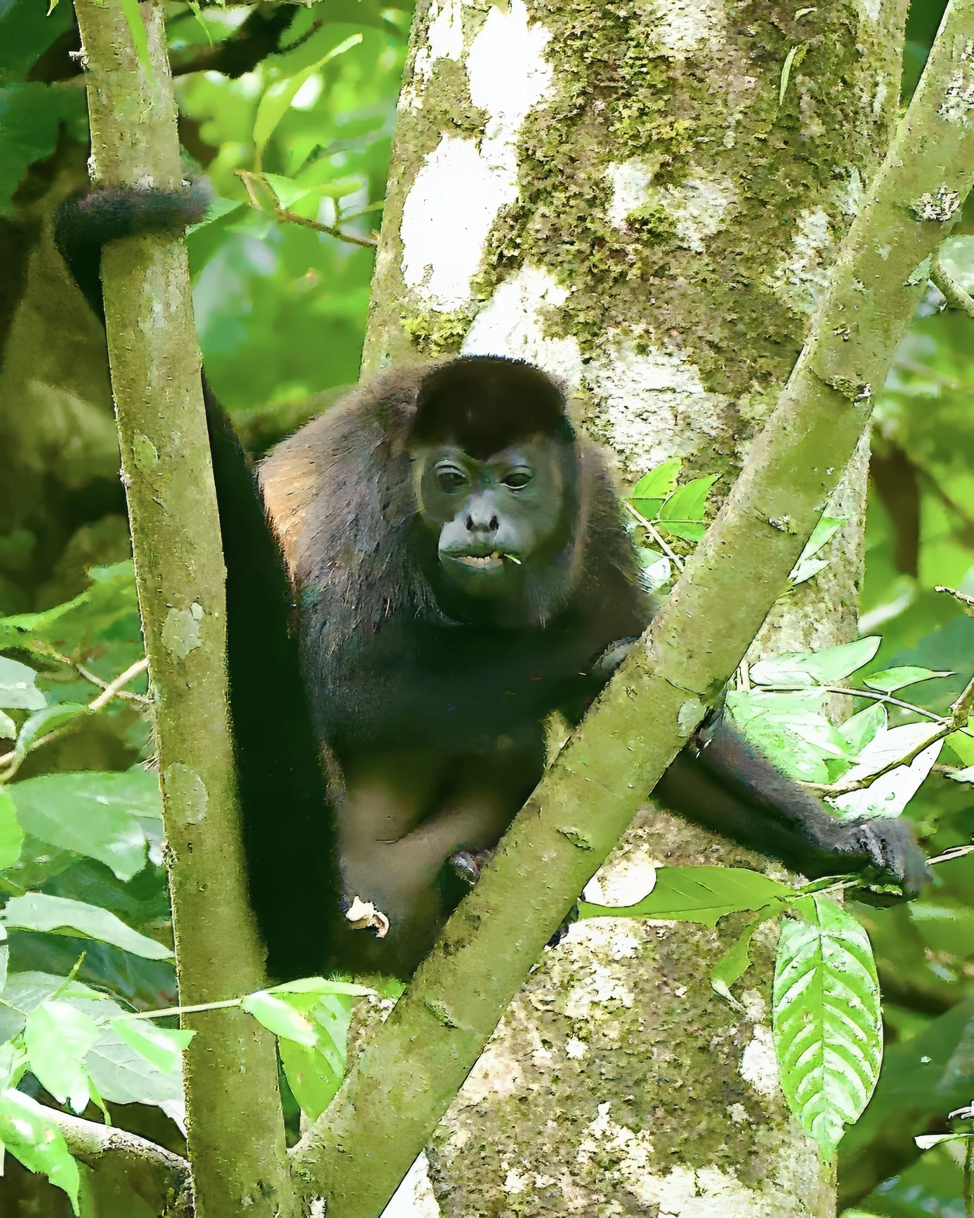 Howler Monkey, Costa Rica 
