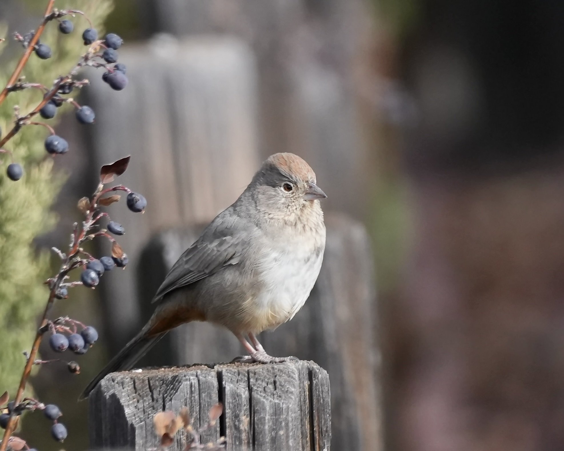 Canyon Towhee, White Rock, New Mexico, USA