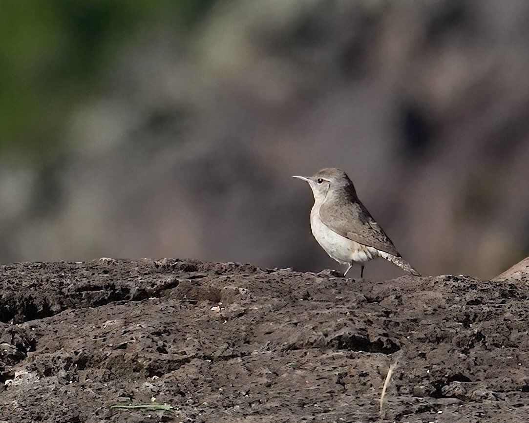 Rock Wren, White Rock, New Mexico, USA