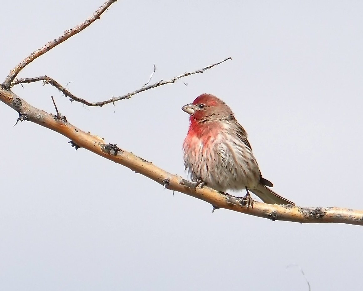 House Finch, White Rock, New Mexico, USA