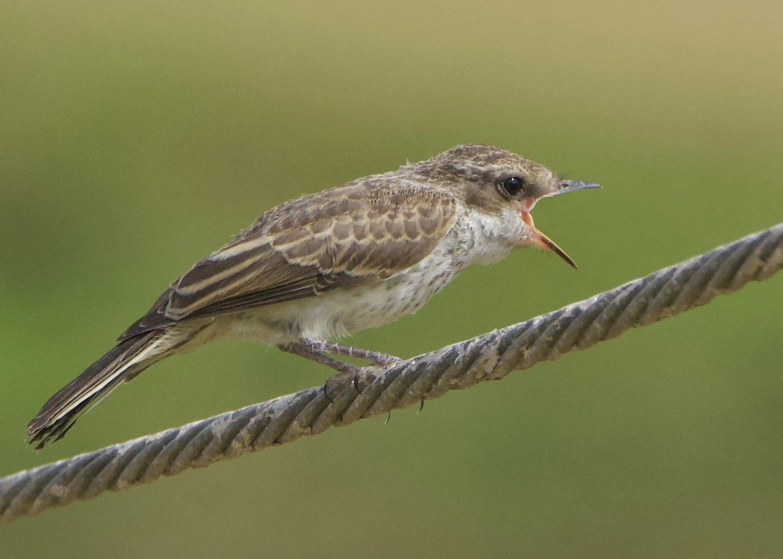 Vermillion Flycatcher, Phoenix, Arizona, USA
